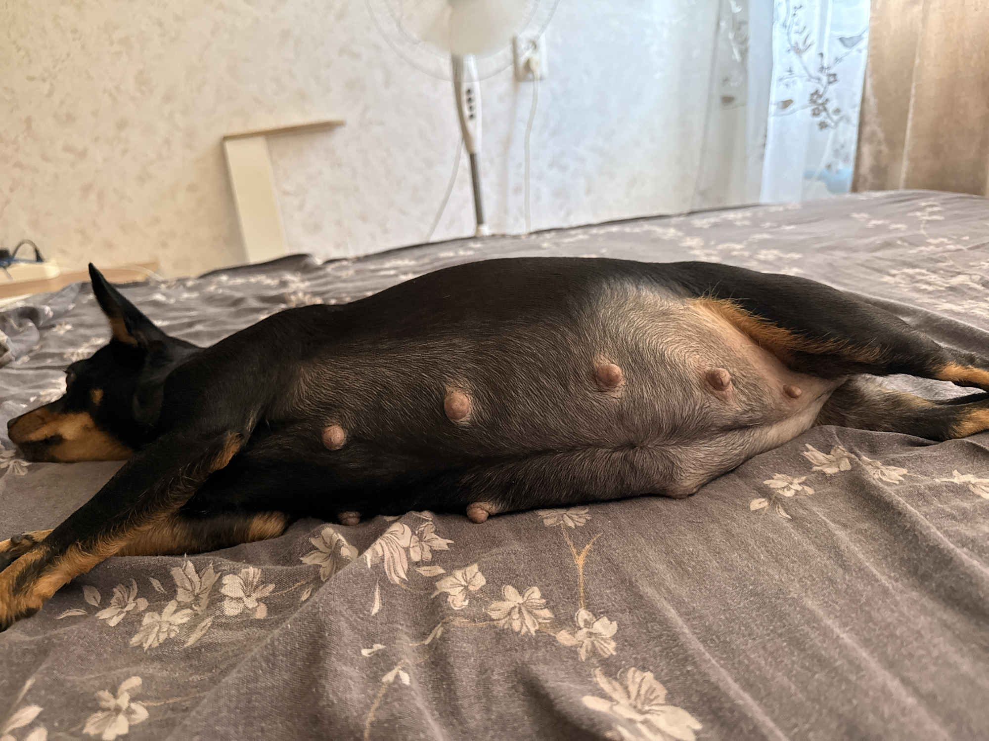 A pregnant dog is lying on a bed with a floral-patterned duvet. The dog is black and tan with visible nipples along its belly. The bed is in a room with a lightly textured wall and a window with sheer curtains in the background.