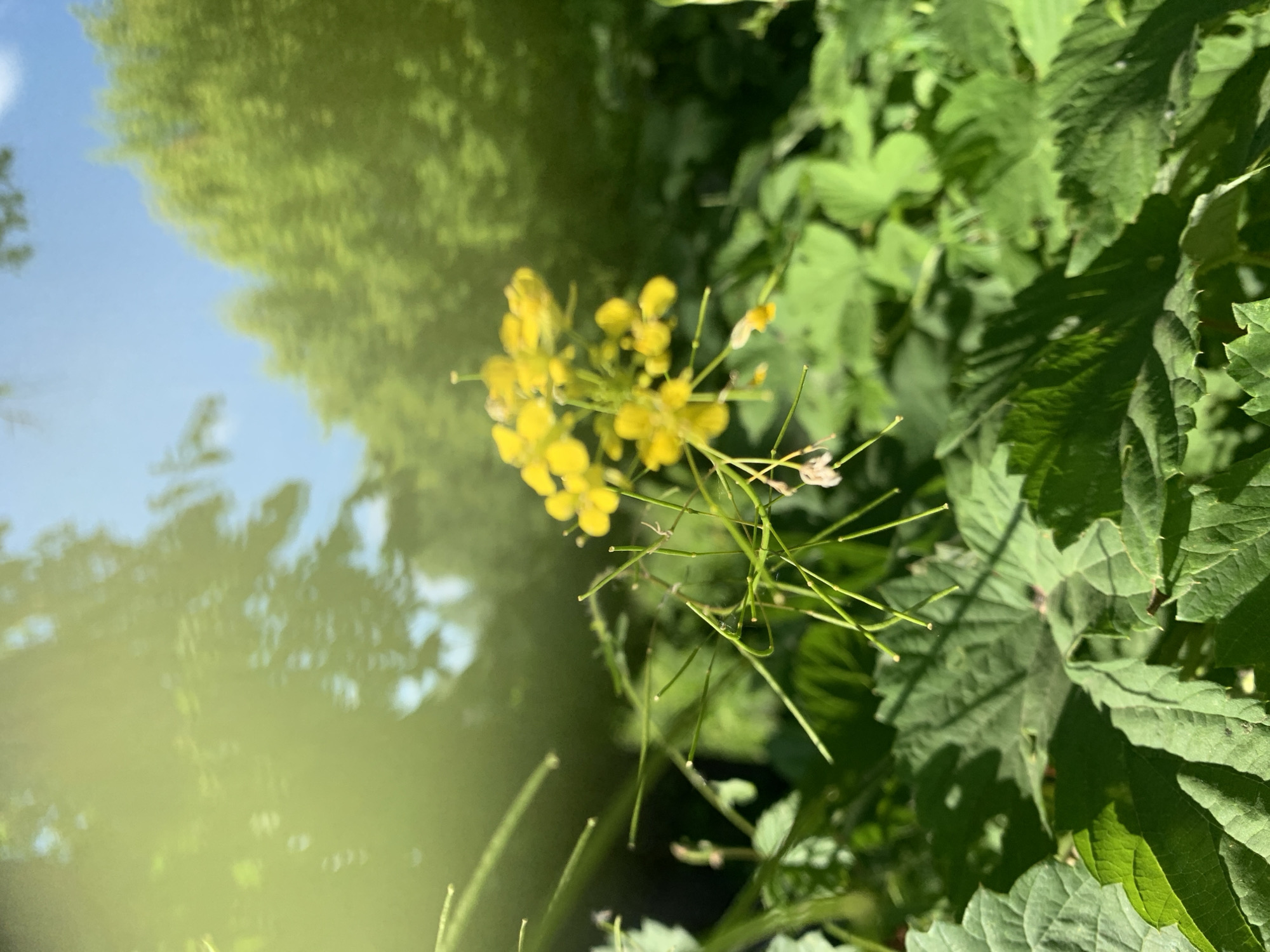 The image depicts a close-up view of small yellow flowers with delicate green stems, set against a backdrop of lush green foliage. The flowers are clustered together and appear to be in bloom, with some wilting petals visible. The stems are thin and elongated, some extending upwards and outwards, while others droop downwards. The background is filled with various shades of green, indicating dense vegetation. To the left of the frame, out-of-focus trees and a bright blue sky suggest an outdoor setting. The sunlight creates highlights on the leaves and flowers, indicating it is daytime. The overall scene evokes a natural, perhaps garden or wild meadow setting, in Pavlovo, Russia. There is no visible text in the image.