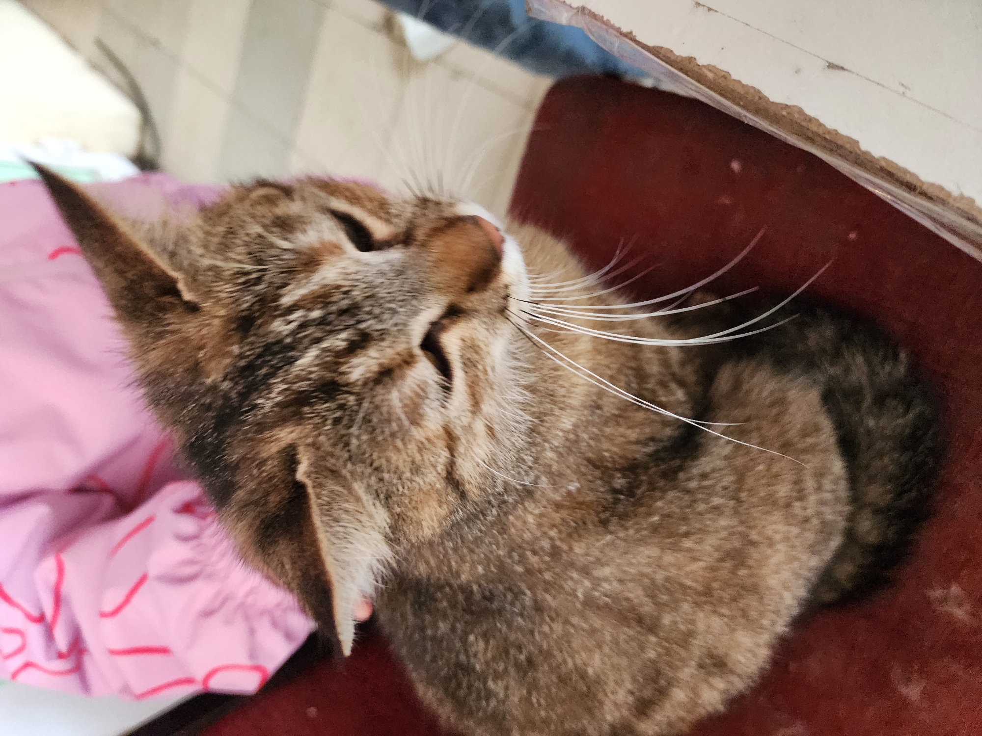 A close-up, high-angle shot depicts a brown tabby cat lying on a dark red surface, possibly a cushion or chair. Part of a pink patterned cloth is visible to the left of the cat, while a wall or other surface is seen above and to the right. The cat is looking upwards. The location is presumed to be Sochi, Russia.