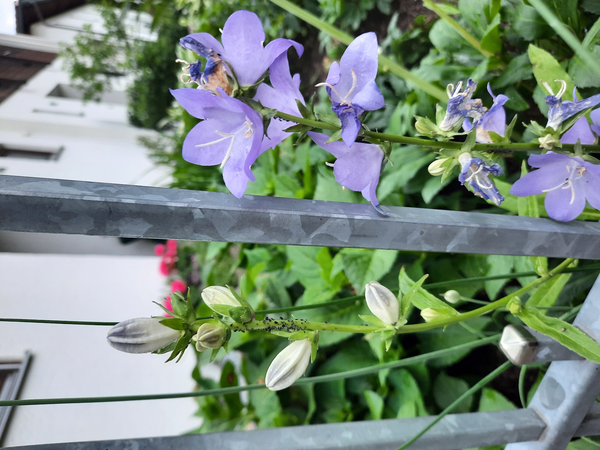 This is a close-up, eye-level photograph taken outdoors in a garden setting, likely in Rosenheim, Germany. The primary subjects are two bell-shaped flower stalks, one bearing closed white buds and the other bearing open purple flowers. The flower stalk on the left has several white, pointed buds, with the uppermost bud showing faint purple striations. The stem of this stalk is noticeably infested with small black aphids.
The flower stalk on the right features several open, bell-shaped flowers in a light purple hue. Some of these flowers show signs of wilting and decay, with dried brown and purple petals. Both stalks are positioned in front of a metal fence with square posts. Behind the flowers and fence, blurred green foliage and hints of a white building with a dark roof are visible. The lighting suggests an overcast day, with soft, diffused light. The overall scene depicts a natural garden environment with a focus on the botanical details of the bellflowers and the presence of aphids.