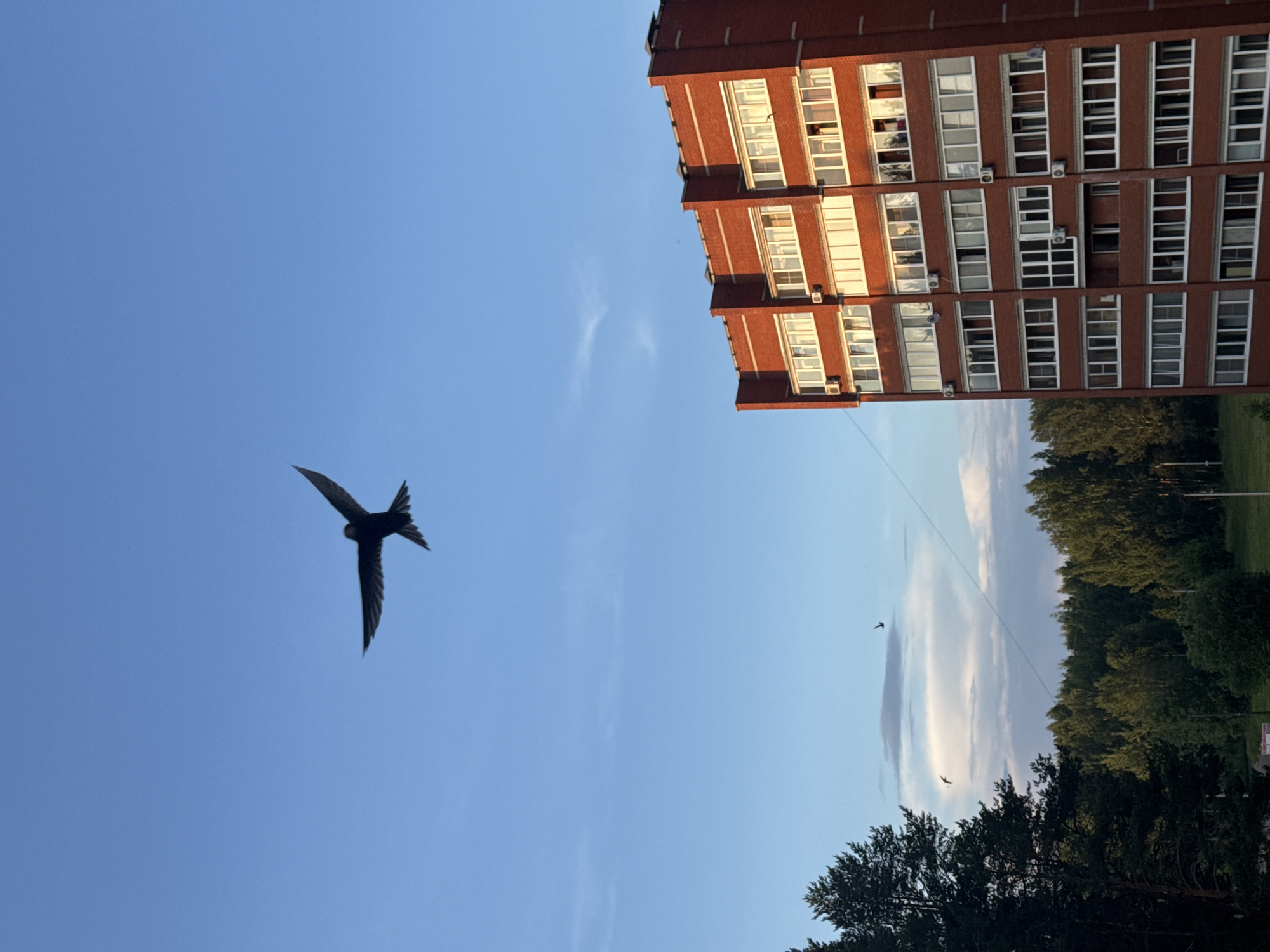 A dark bird with outstretched wings flies in a clear blue sky. Below the bird is a tall, brick apartment building with many windows. A line of green trees is visible in the distance, and a few smaller birds are also in the sky. The image appears to be taken during the day, possibly late afternoon, given the lighting on the building. The scene is likely located in Chaikovsky, Russia, a city known for its apartment buildings and surrounding forests.