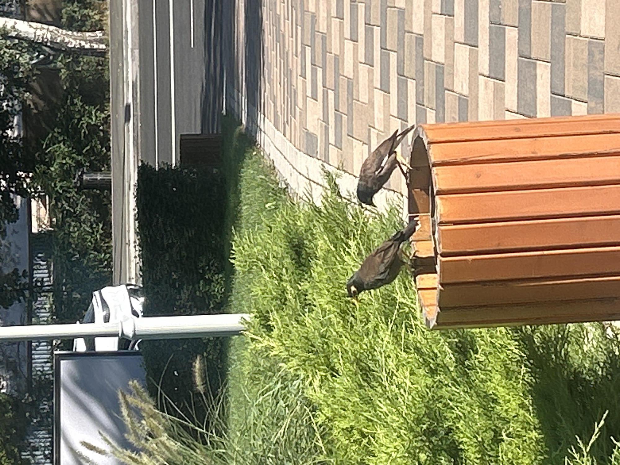 Two birds are perched on the edge of a wooden trash receptacle. The trash receptacle is cylindrical and made of vertical wooden slats. The birds are dark in color with some lighter markings on their wings and chests. One bird is facing left and the other is facing right. Behind the birds is a lush green hedge. The ground in the foreground is paved with interlocking rectangular tiles in shades of grey and beige. In the background, a white car is partially visible behind a thin vertical pole. Further in the background, there are trees and buildings. The scene appears to be an outdoor urban setting, possibly a park or a street with vegetation.