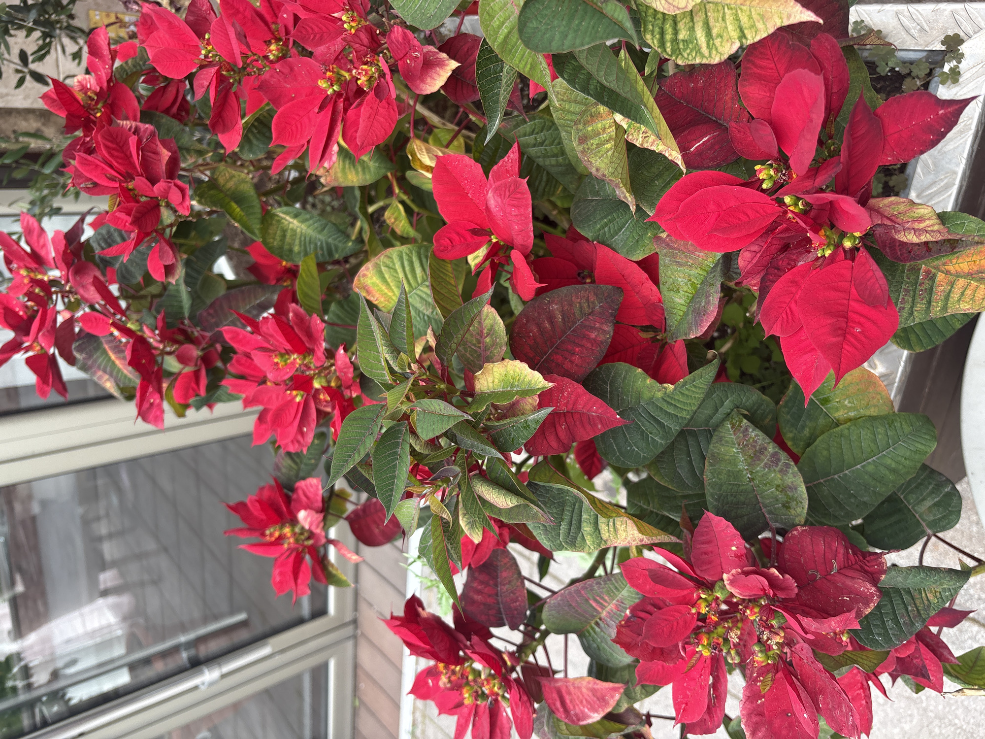 A close-up, eye-level shot displays a vibrant poinsettia plant, its red bracts and green leaves filling the frame. The plant appears to be located outdoors, possibly in a container near a building. Reflected in a window in the background are elements suggesting an urban setting. Considering the image is tagged with "Bar, Montenegro", the scene is likely situated within this city. No people are visible in the image. The poinsettia is the central subject, exhibiting a healthy, thriving appearance. The background consists of muted reflections and the side of a building. The overall environment suggests an urban setting, with the poinsettia possibly serving as a decorative element near a building.