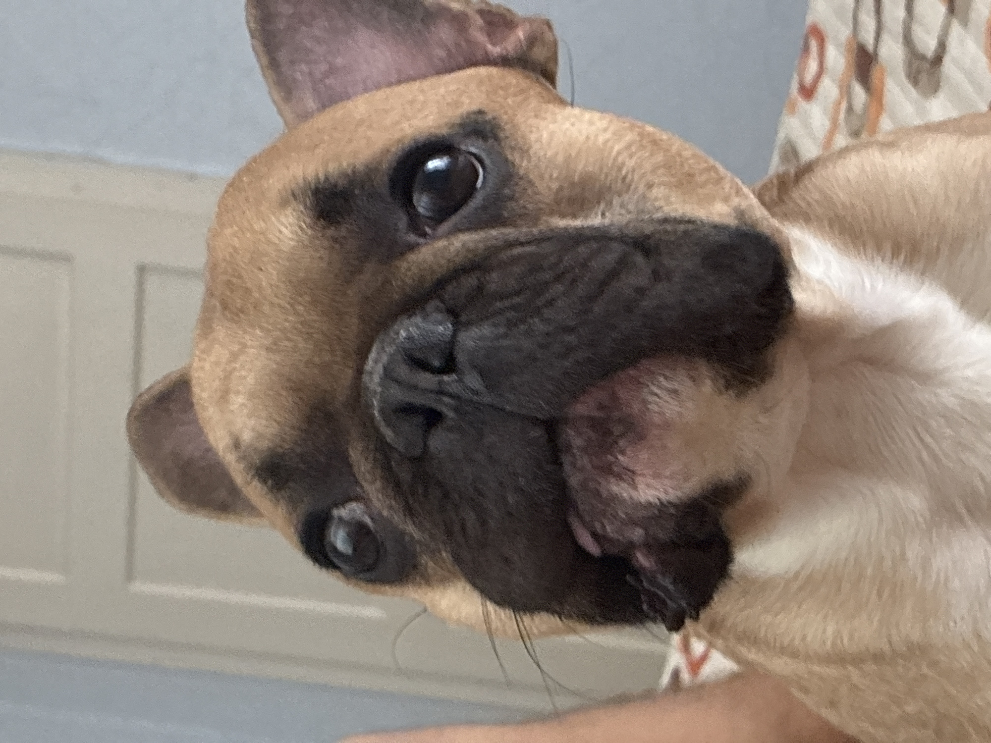 The image is a close-up, head-and-shoulders shot of a French bulldog, facing the camera. The dog has fawn-colored fur with black markings on its face and ears. Its eyes are dark and wide, and its mouth is slightly open, revealing a pink tongue. The background is blurred but appears to be indoors, with a hint of a door and a textured surface, possibly a bedspread, with an abstract pattern. No specific location in Klisura, Bulgaria, can be identified from the image.