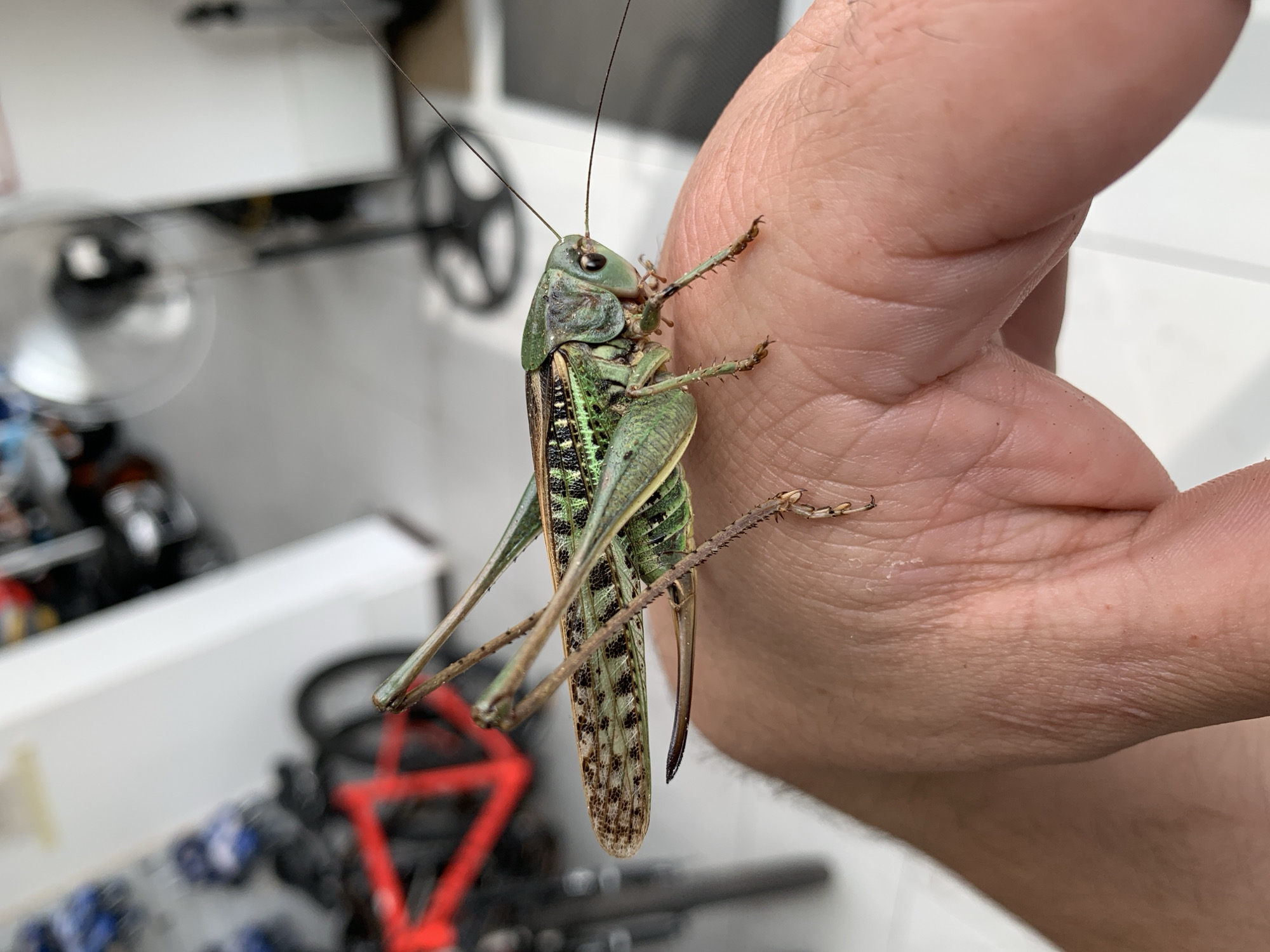 A close-up, eye-level shot captures a large, green grasshopper perched on a person's hand. The grasshopper is positioned on the back of the hand, with its body extending across the fingers. Its intricate green and brown patterned wings are visible, as are its long antennae and spiky legs. The hand, with visible skin texture and a few stray hairs, appears to be resting or holding the insect gently. In the blurred background, there are hints of a store-like environment, with red bicycles on display and a standing fan. The lighting suggests an indoor setting, possibly a shop or workshop in Kropotkin, Russia.