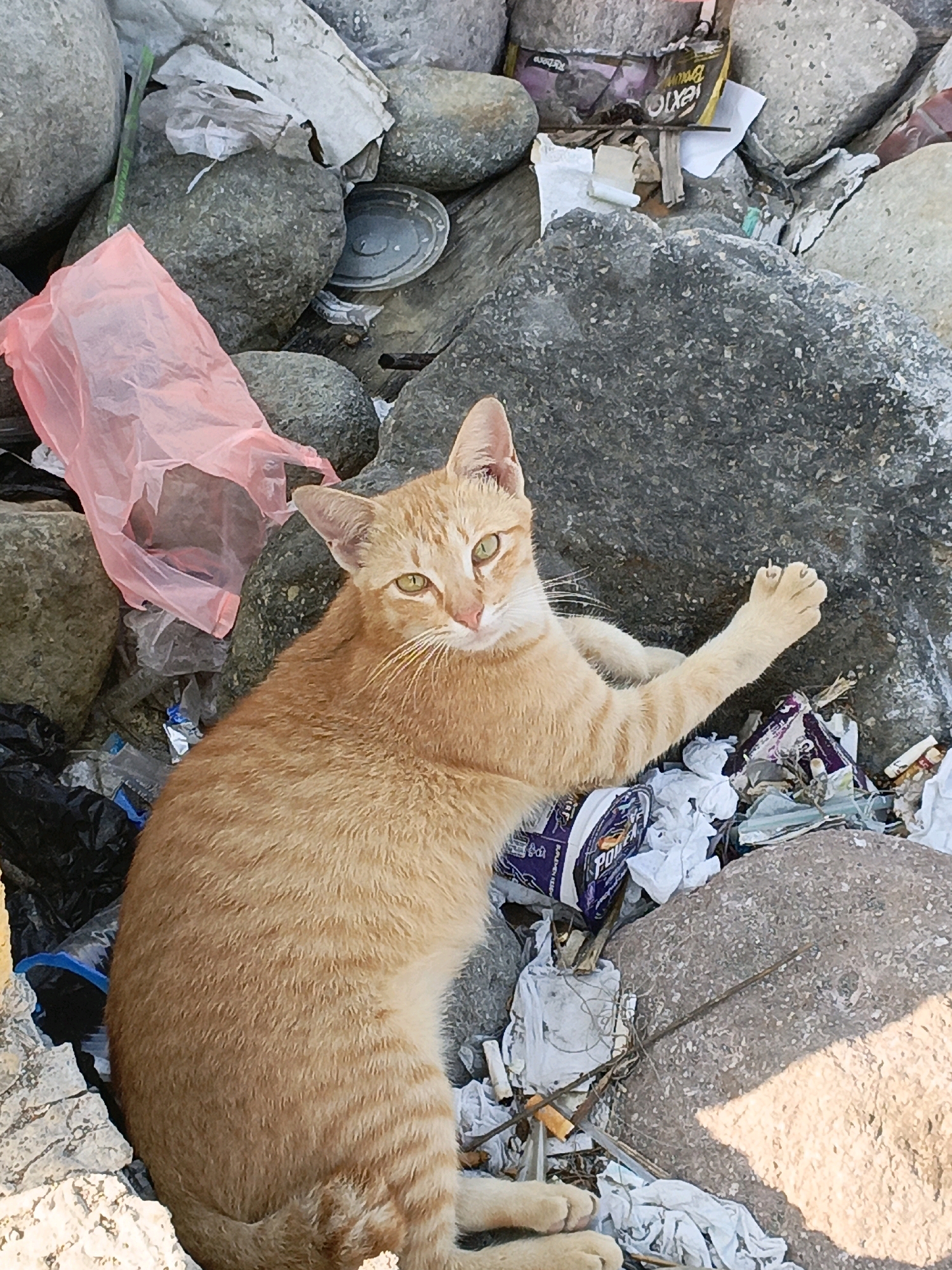A ginger cat with green eyes lies amongst scattered trash and rocks. The cat is positioned in the lower-middle of the frame, with its head turned towards the viewer and its right foreleg extended. The environment appears to be an outdoor setting with a significant amount of litter, including plastic bags, wrappers, and cigarette butts, interspersed with various sized rocks. The lighting suggests it is daytime. The scene is located in the city of Bulukumba, Indonesia.