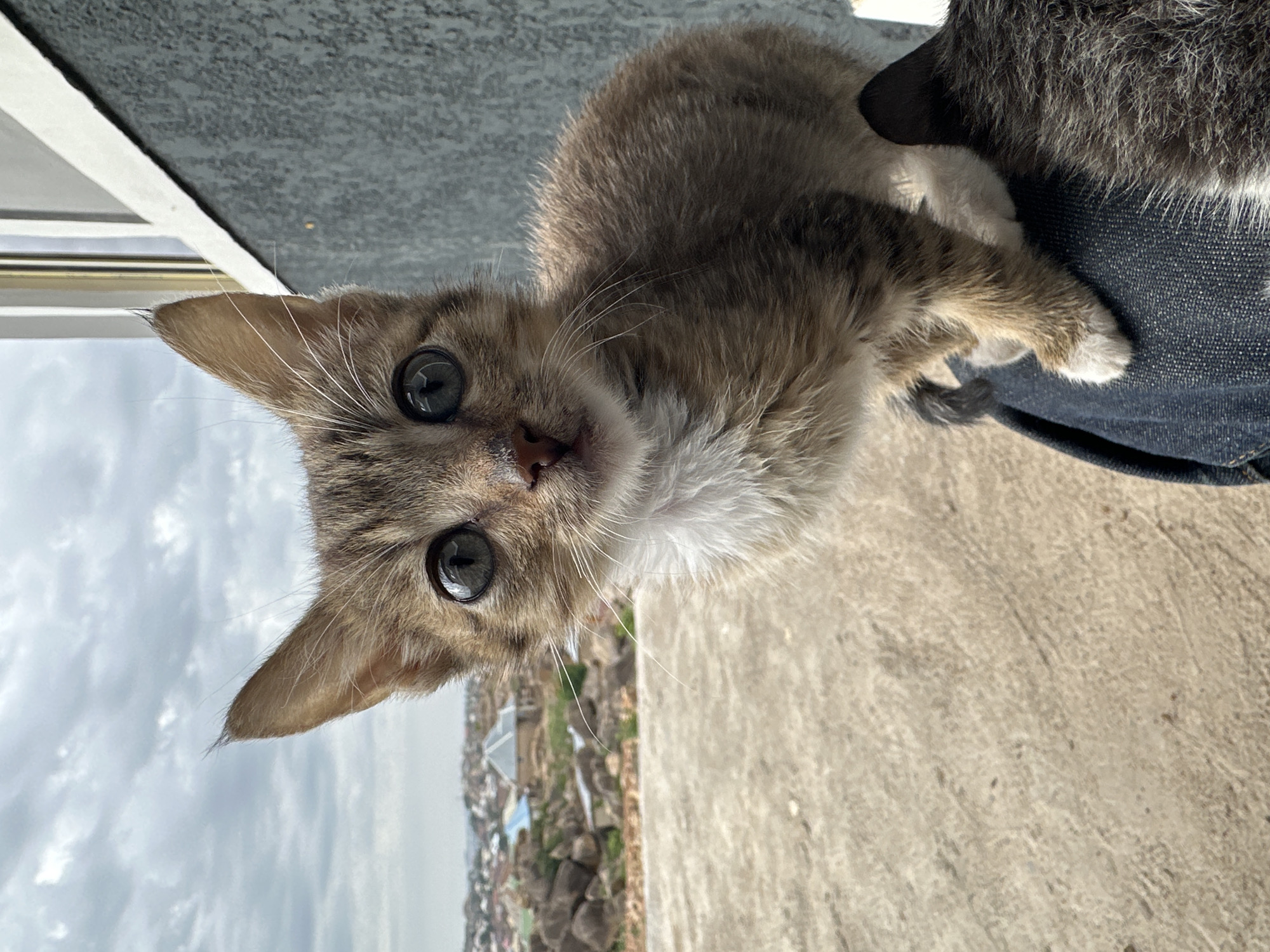 A small, young tabby cat with large, expressive eyes and a white chest sits on a person's lap, which is clad in blue denim pants. The cat's fur is a mixture of grey, brown, and white. The background reveals a partial view of the city of Jos, Nigeria, with buildings clustered together below a cloudy sky. The setting appears to be an elevated position, possibly a balcony or rooftop. A small section of a wall or window frame is visible above the skyline.