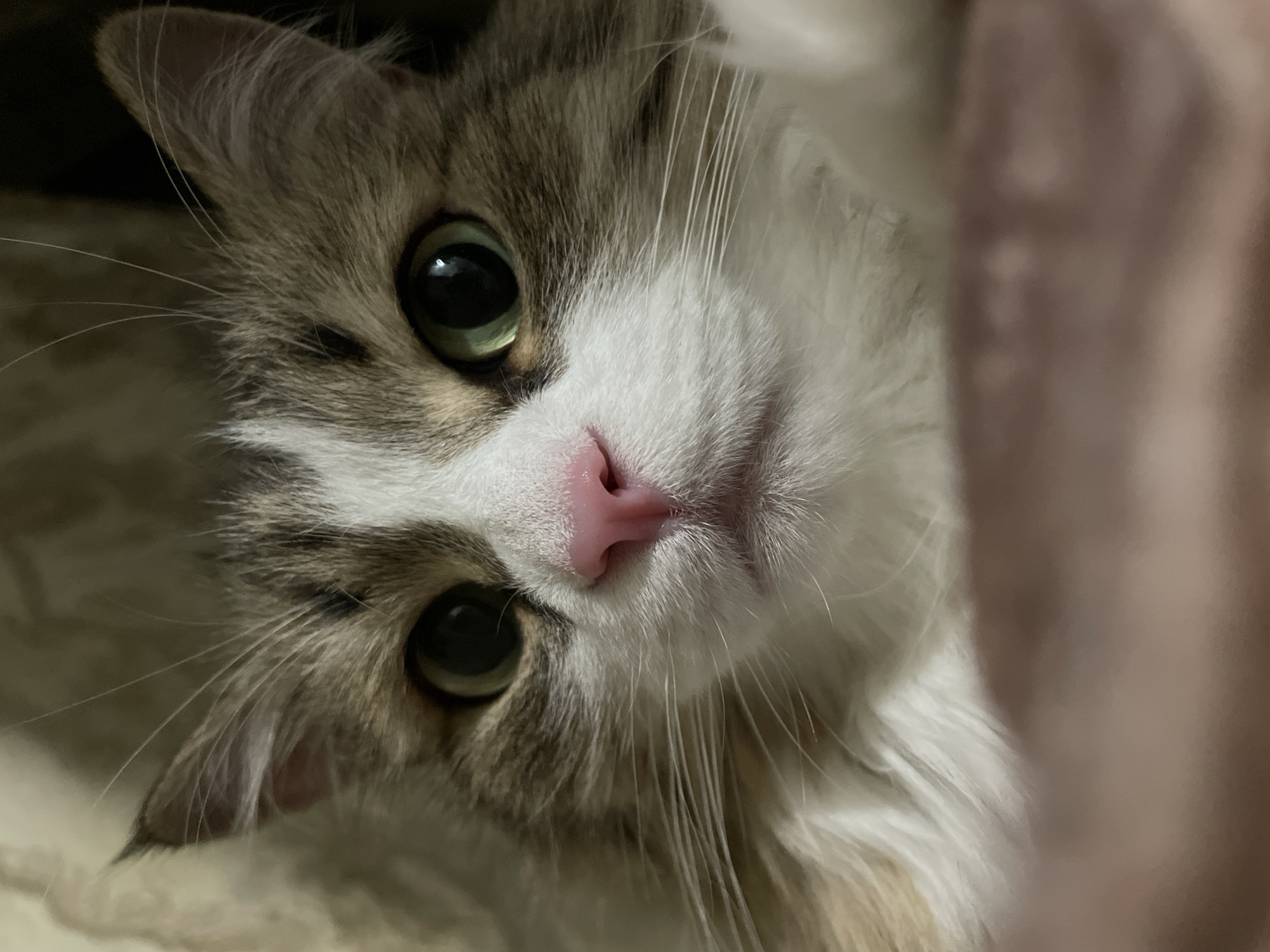 A close-up, upside-down view captures a cat with green eyes, a pink nose, and white and tabby fur. The cat's face fills most of the frame, with the top of its head toward the lower left corner. Whisker detail is visible, and the background appears to be blurred and out of focus. The location is not evident from the image.