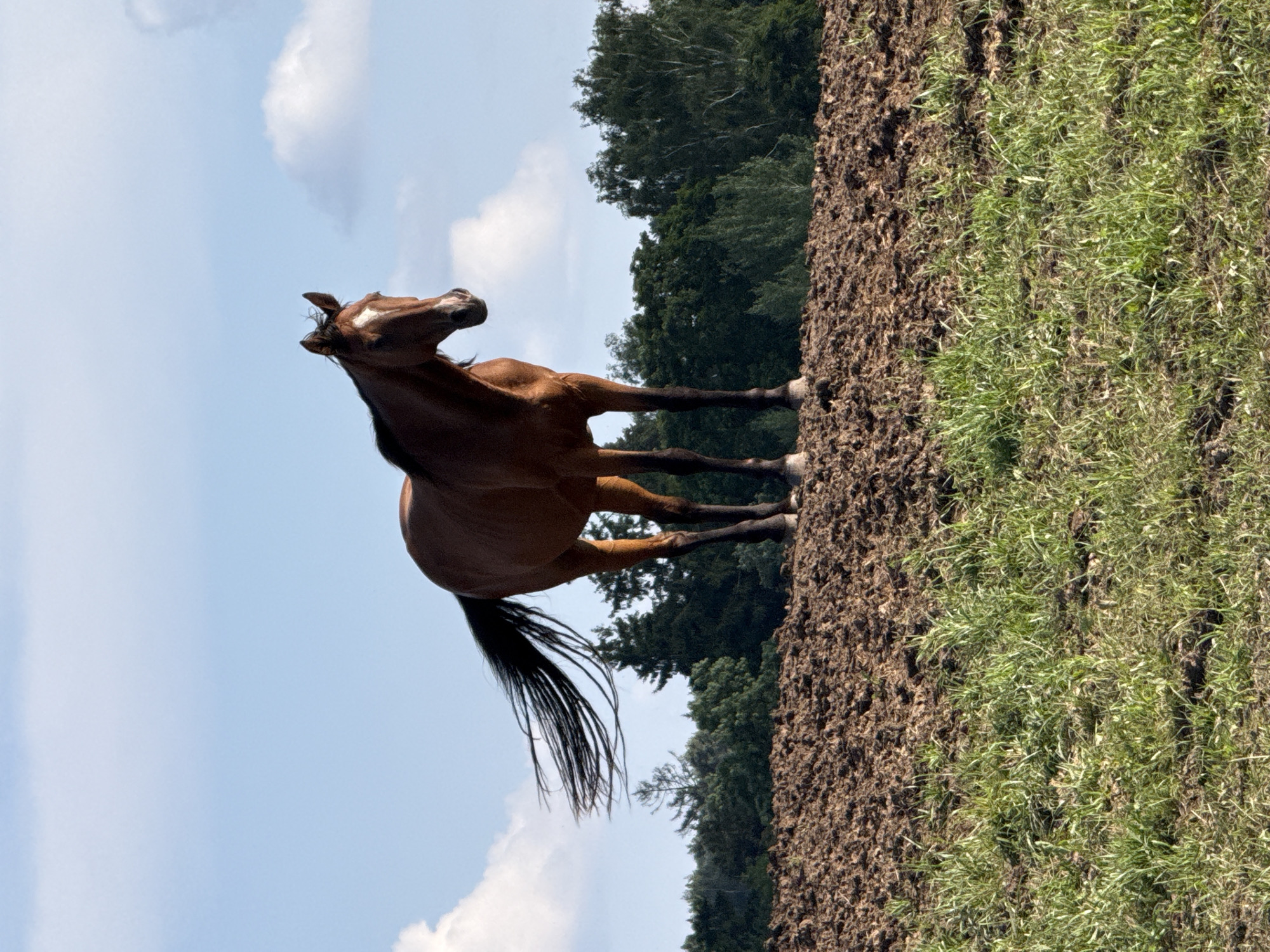 A brown horse stands in a field of freshly plowed earth, with a backdrop of green trees and a blue sky with white clouds. The horse is facing to the left, with its head turned slightly towards the viewer. Its mane and tail are long and black, and its tail is being blown by the wind. The horse is standing on its four legs, with its front legs slightly forward. The plowed earth is dark brown and rough, with clumps of soil visible. The grass in the foreground is green and lush. The trees in the background are a mix of deciduous and coniferous trees. The sky is a clear blue with a few white, fluffy clouds. The image was taken in the city of Galinė, Lithuania, on a sunny day.