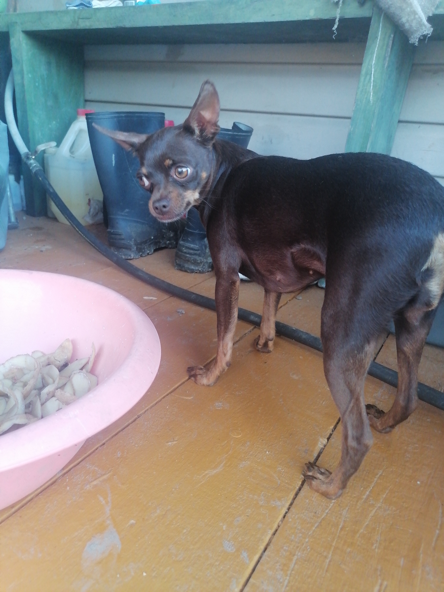 An adult, short-haired, dark brown and tan male Miniature Pinscher dog is standing on a wooden porch with its rear facing the camera. The dog is looking to its left, with its head turned and ears perked. To the left of the dog is a light pink plastic basin filled with what appears to be raw, peeled shrimp. Behind the dog and the basin, there are several objects on a shelf including a clear plastic jug with a red cap, a pair of black rubber boots, and a black hose. The background consists of a light-colored wooden wall and some green shelving. The scene is outdoors, possibly in the city of Novopokrovka, Russia, where the image was taken.