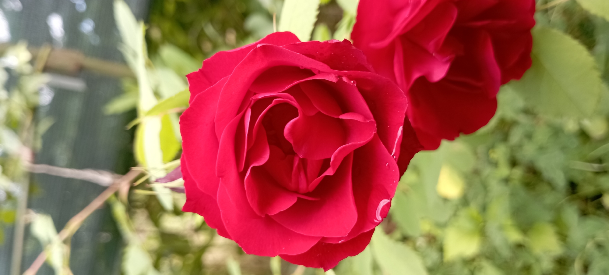 A close-up shot focuses on a vibrant red rose in full bloom, its velvety petals unfurling in intricate layers. A few small water droplets glisten on the edges of the petals, suggesting recent rain or dew. Behind the primary rose, a hint of another red rose is visible, its petals slightly out of focus. The background is a soft blur of lush green foliage and some lighter, out-of-focus leaves, indicating an outdoor garden setting. The overall lighting is natural and diffused, highlighting the rich color and texture of the rose. This image was taken in Radisne, Ukraine.