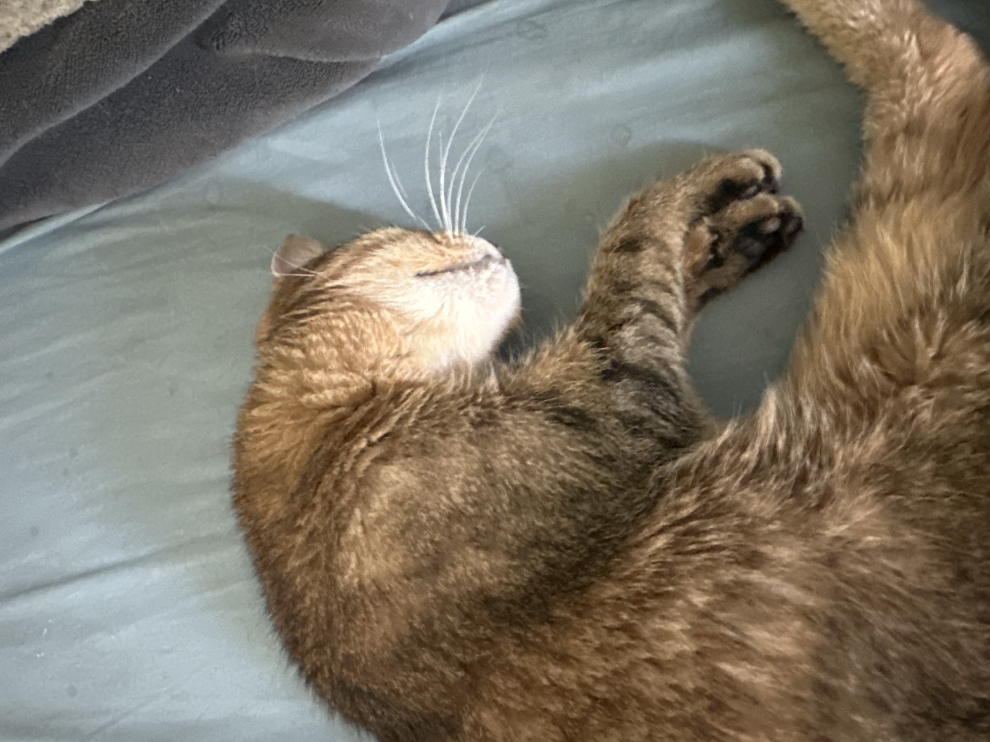 A tabby cat is sleeping on a light blue textured surface. The cat is lying on its side, with its head turned to the right and its eyes closed. Its fur is a mix of brown and black stripes. The cat's paws are visible, one of which is resting on the surface. The background is a plain blue surface, possibly a blanket or a bedspread. There is a gray blanket or rug in the upper right corner of the image. The scene is indoor and appears to be a domestic setting. There is no indication of the location being in Paris, France.