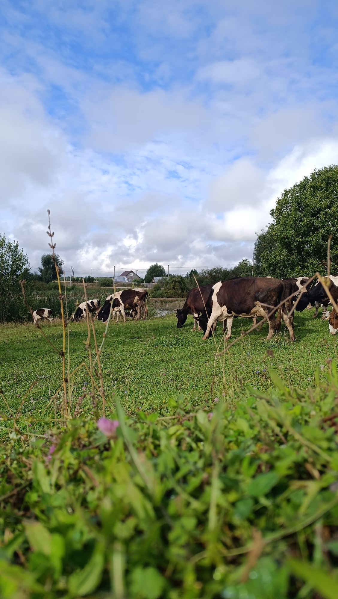 A herd of black and white cows grazes in a lush green pasture under a partly cloudy sky. The cows are scattered across the field, some grazing with their heads down, while others stand and observe their surroundings. In the background, a line of trees separates the pasture from a body of water. Further in the distance, a few houses are visible, suggesting a rural or semi-rural setting. The foreground is filled with tall grass and weeds, some of which are slightly out of focus. The lighting suggests it is daytime, likely in the late morning or afternoon, with the sun occasionally breaking through the clouds.
