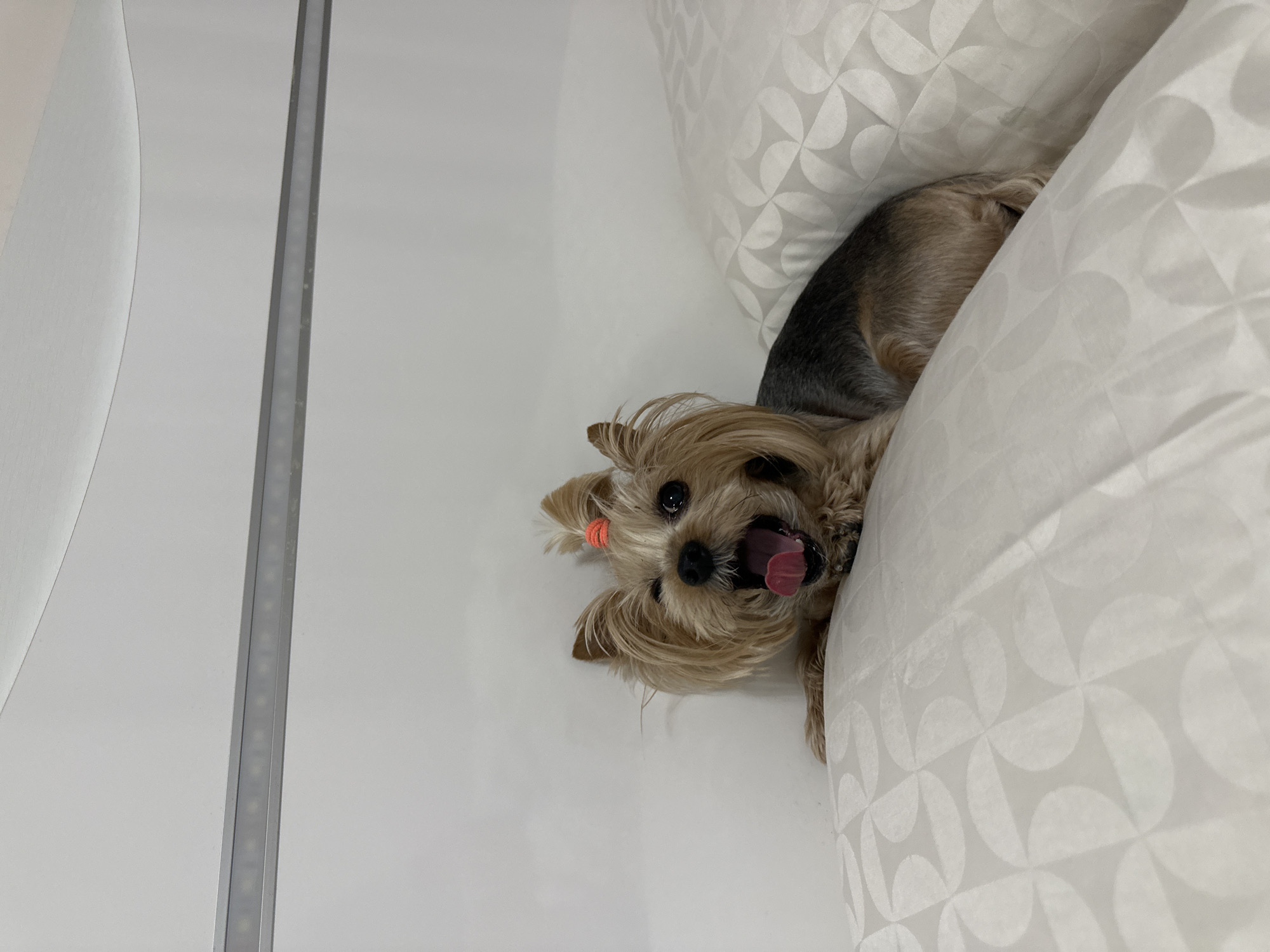 A tan and dark-haired Yorkshire Terrier with a pink hair tie is lying on a white pillow with a semicircular pattern. The dog's mouth is open. To the left of the pillow, there is a white wall with a vertical strip of gray trim. The location is likely indoors. The city of Sofia, Bulgaria, cannot be determined from the image.