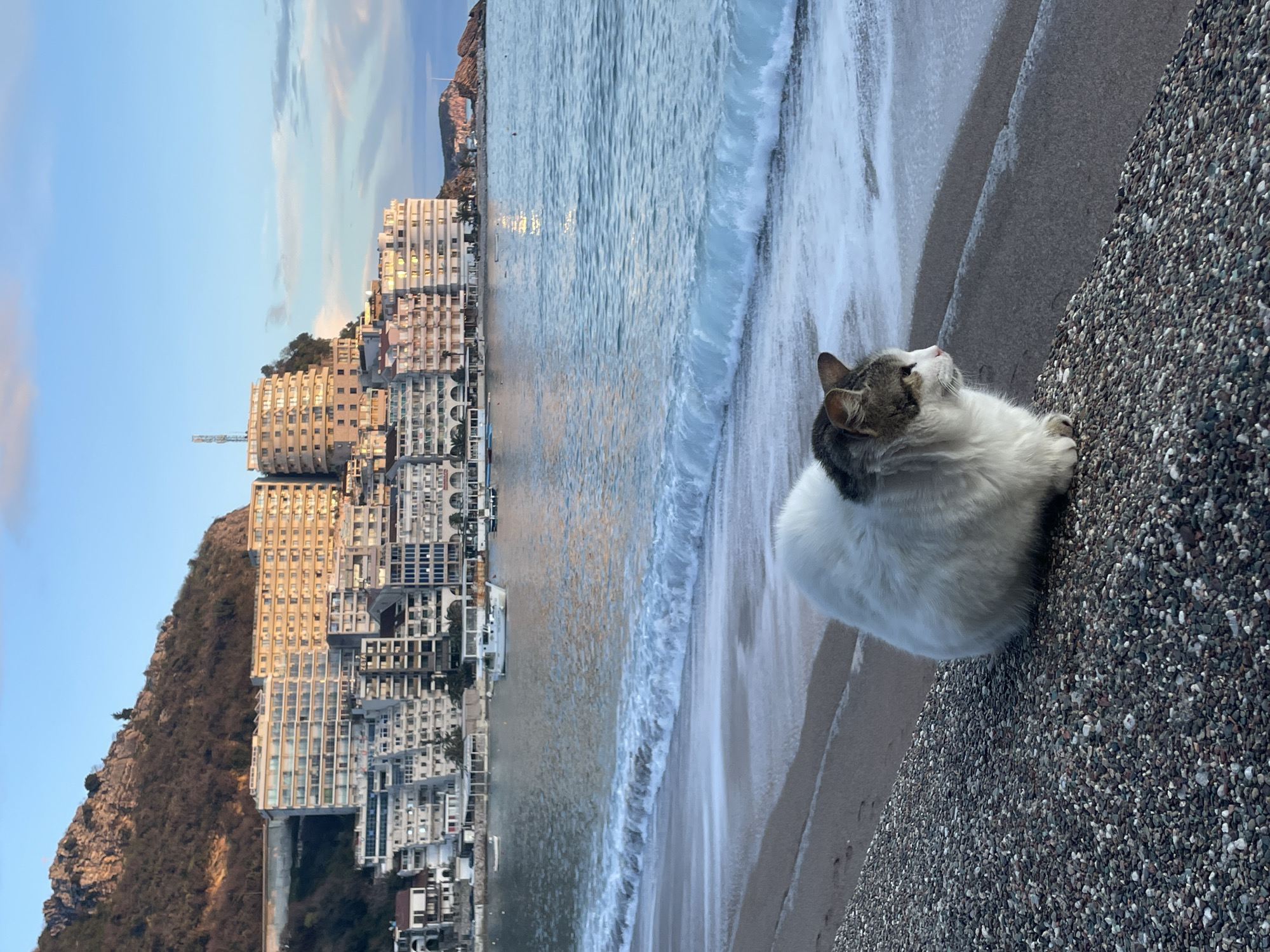 The image displays a coastal panorama in Bečići, Montenegro. In the foreground, a domestic cat with predominantly white fur and grey-brown markings on its head and back is seated on a pebbly beach. The cat is positioned in profile, facing towards the right side of the frame, looking out over the water. The beach surface transitions from dark, small pebbles beneath the cat to lighter sand closer to the waterline. Gentle waves are breaking on the shore, forming white foam.
Beyond the immediate shoreline, the sea stretches into a bay, reflecting the sky and sunlight. Several boats, including at least two white motorboats, are visible at anchor in the calm waters. The background features a dense settlement of multi-story buildings, primarily apartments and hotels, constructed into the slope of a large, rugged mountain. Many of these buildings are illuminated with a warm, golden light, suggesting the time of day is either sunrise or sunset. A distinctive circular building with a communication tower is prominent on the upper right hillside. The mountain behind the structures is rocky and sparsely vegetated, rising steeply under a clear blue sky with scattered white clouds.