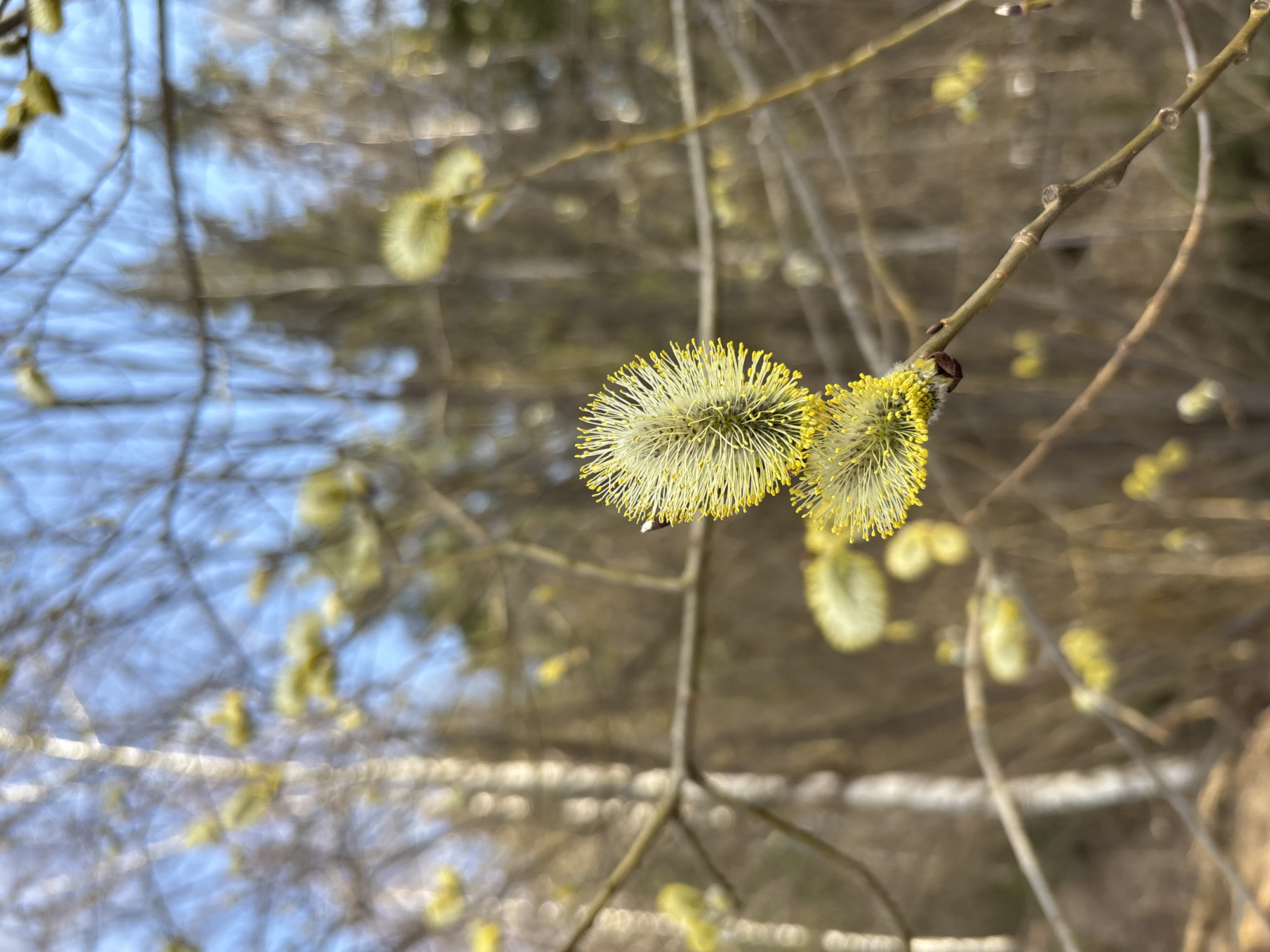 A close-up photograph captures several vibrant yellow pussy willow catkins blooming on bare tree branches. Two prominent catkins in the mid-ground are in sharp focus, displaying their distinctive fuzzy texture and numerous bright yellow, pollen-tipped anthers. The branch from which they emerge is a thin, brown, and woody stem.
The background is intentionally blurred, creating a soft bokeh effect that highlights the main subjects. Through the blur, hints of other bare branches and patches of light blue sky are visible, suggesting an outdoor natural environment on a clear or partly cloudy day. Additional out-of-focus yellow catkins can be seen scattered in the background, reinforcing the theme of early spring bloom.
The image conveys a sense of renewal and the arrival of spring, with bright natural lighting illuminating the cheerful yellow of the catkins. The scene is consistent with a natural landscape in Русский Вожой, Russia, where such flora is common during this season. There is no visible text present in the image.