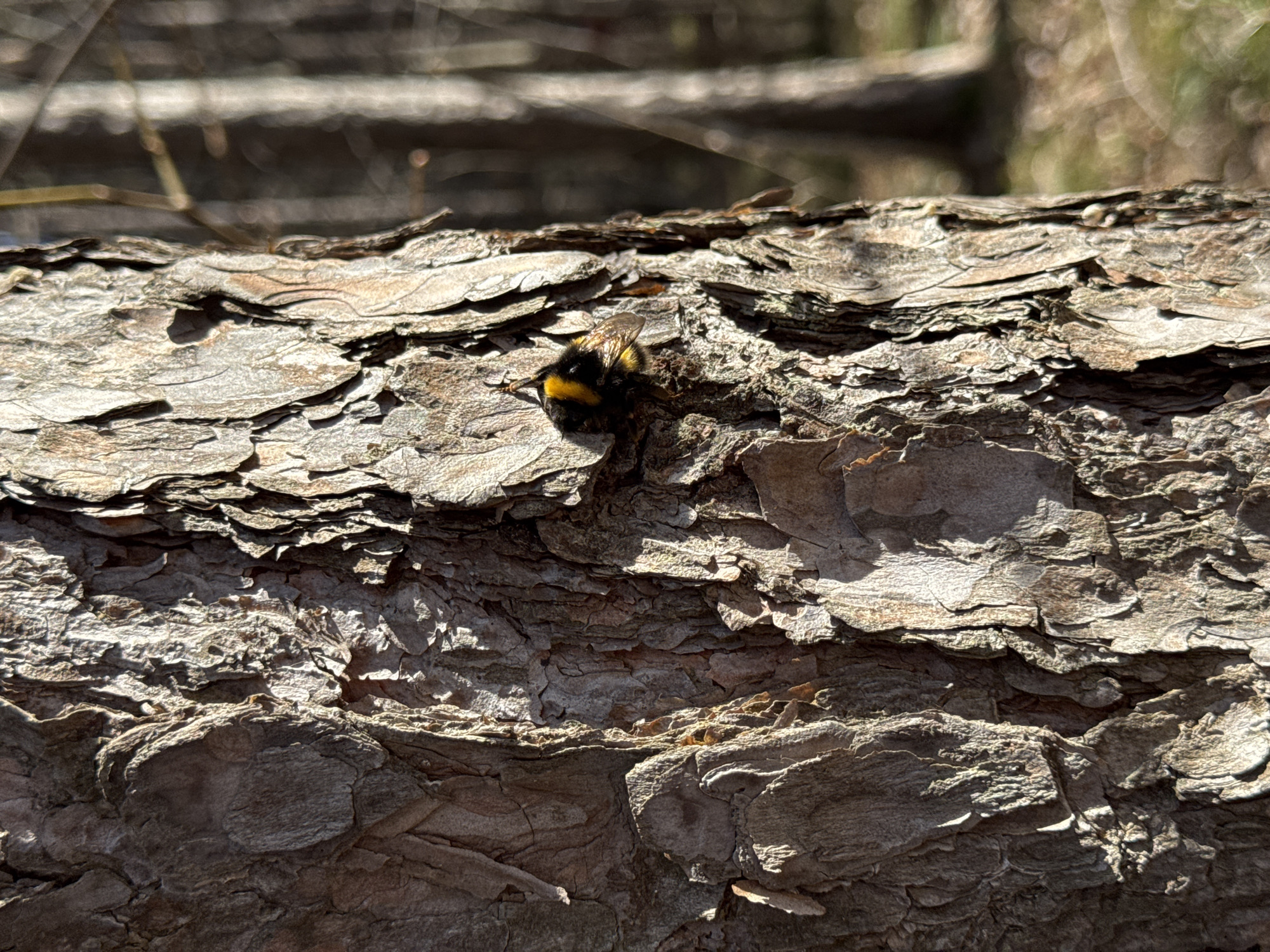 The image depicts a bumblebee resting on a section of rough, gray tree bark. The bark is composed of numerous layers and ridges. The background is blurry, suggesting an outdoor setting, possibly a forest or park. There are no visible people. The location, Chaikovsky, Russia, is provided as context but cannot be confirmed from the visual information.