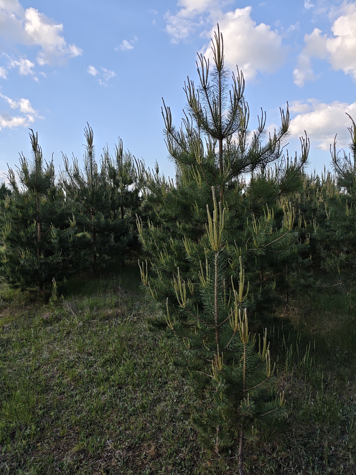 The image depicts a pine tree plantation in a field near Заречье, Russia. The foreground features a young pine tree with emerging new growth. Behind it, rows of similar young pine trees extend into the distance. The ground is covered with mixed grasses. Above, a blue sky is scattered with puffy white clouds. There are no people in the image.