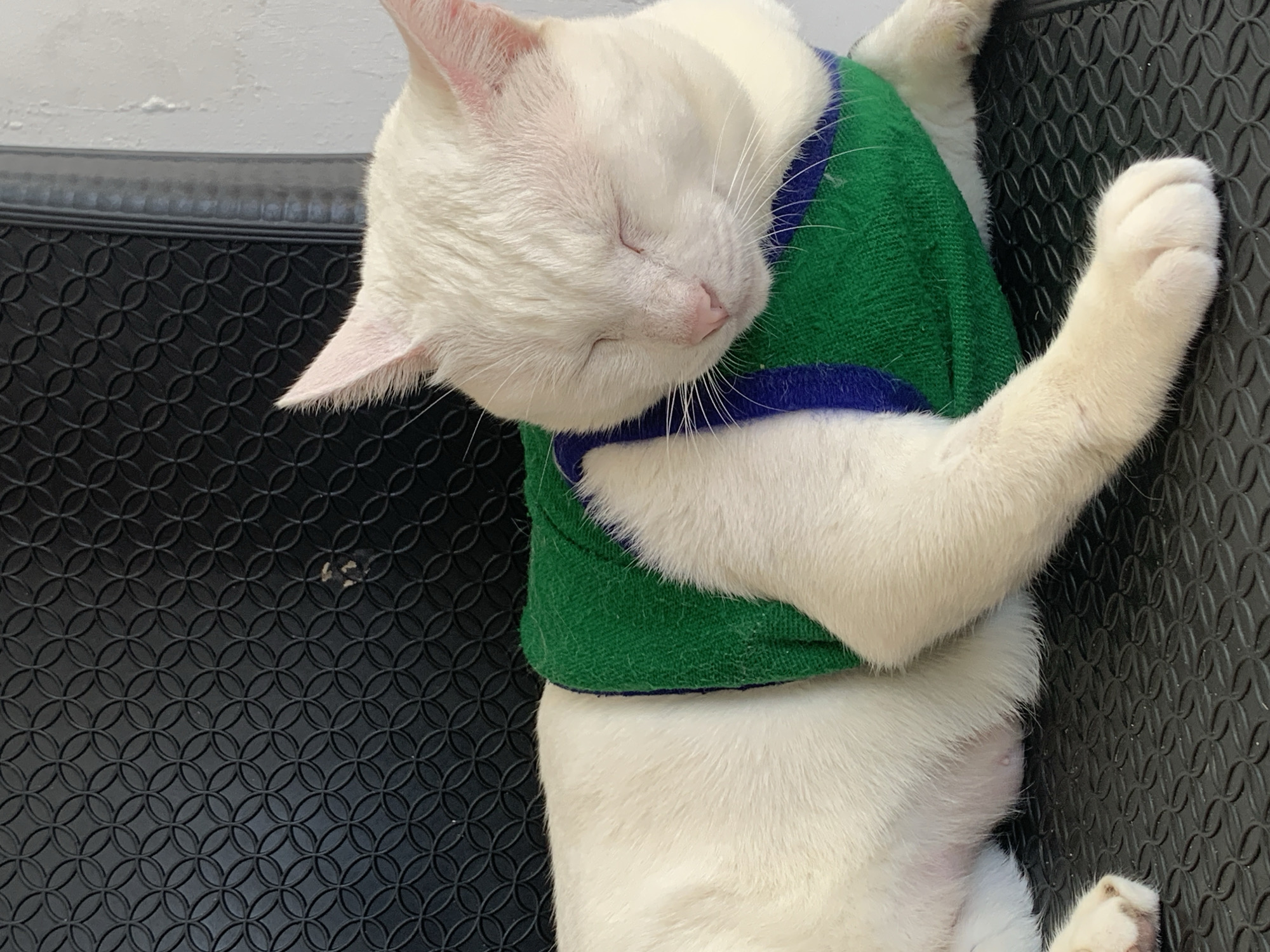 A white cat is resting on a black textured surface, possibly a mat or chair. The cat is wearing a green sweater with a blue trim. Its eyes are closed, suggesting it is asleep or resting comfortably. The background shows a black patterned surface and a white wall. The lighting is soft, highlighting the cat's white fur and pink ears. This image was captured in Sukawati, Indonesia.