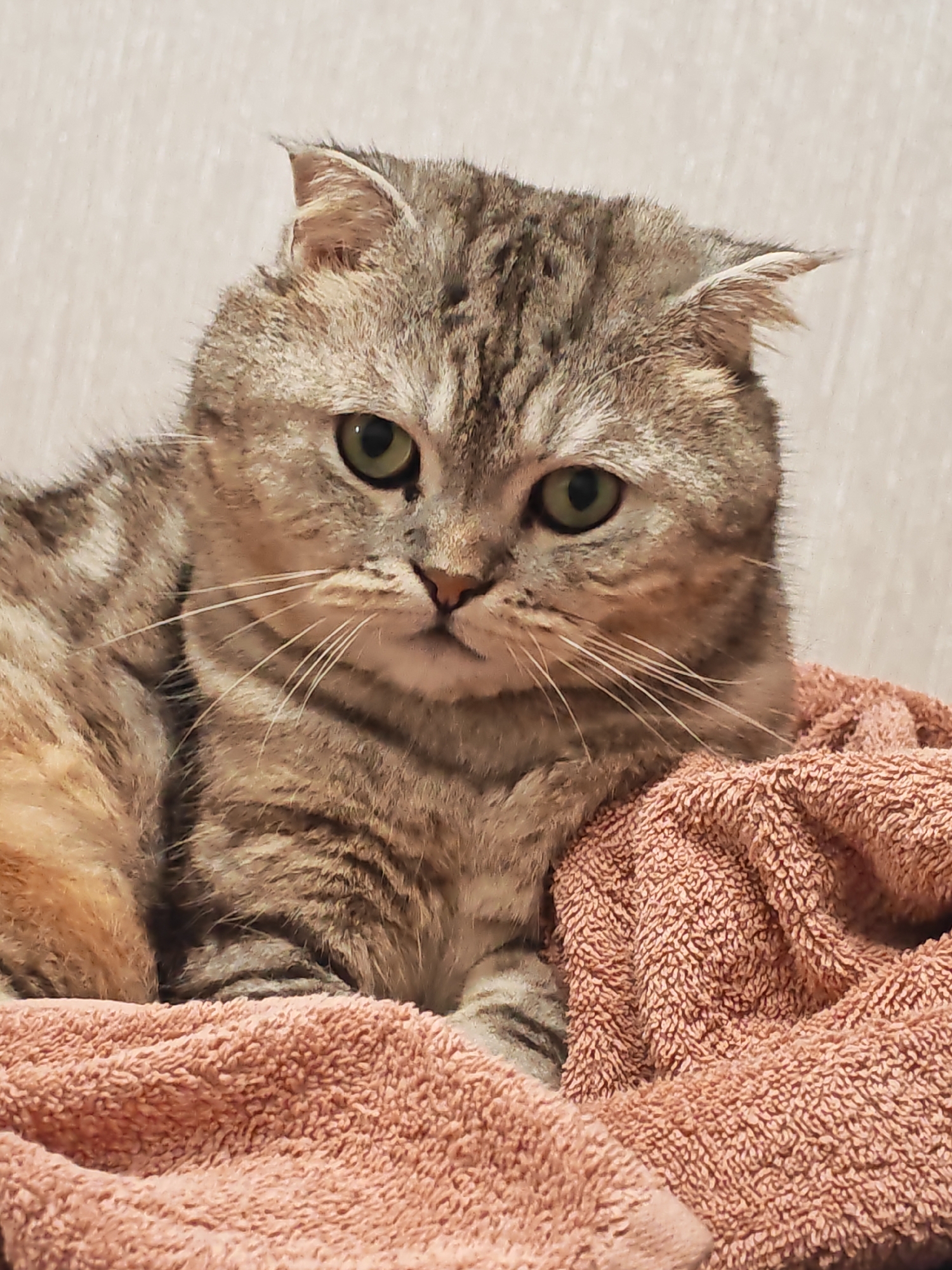 A close-up, head-on shot shows a Scottish Fold cat with tabby markings and green eyes. The cat is lying on a pink textured towel, with its head slightly tilted and looking directly at the camera. Its ears are folded down. The background is a blurred, light-colored wall. The image quality is fair, with some noise and blurriness. There is no indication of the city of Minsk, Belarus, in the image.