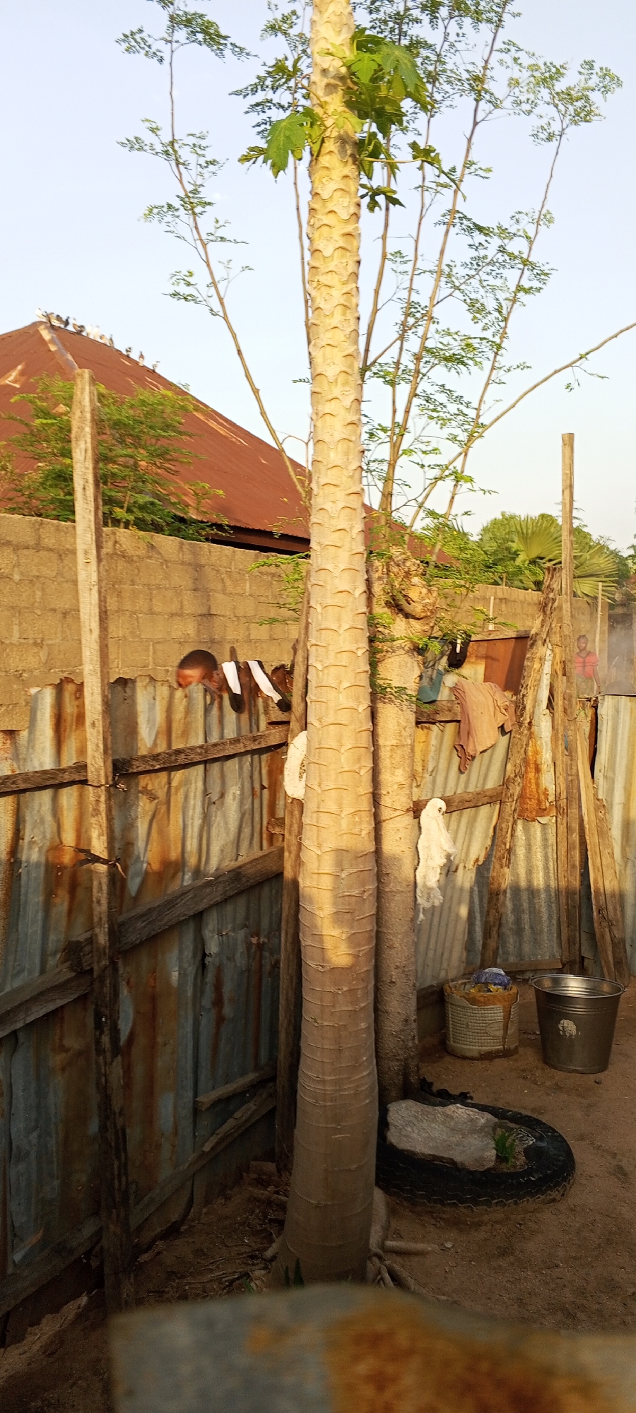 In Jalingo, Nigeria, a papaya tree with a textured trunk stands prominently in a yard. Behind it, a corrugated metal fence sections off the area. Laundry, including a white garment, hangs on a line strung between wooden posts. A weathered brick wall forms a backdrop, topped by a reddish-brown metal roof of a building. A person's head and shoulders are visible peeking over the fence, appearing to observe the scene. To the right of the papaya tree, a small child in a red shirt stands near a palm tree. Scattered on the ground are a woven basket containing items, a metal bucket, and a discarded tire with a small stone and some greenery inside. The ground is dusty earth.