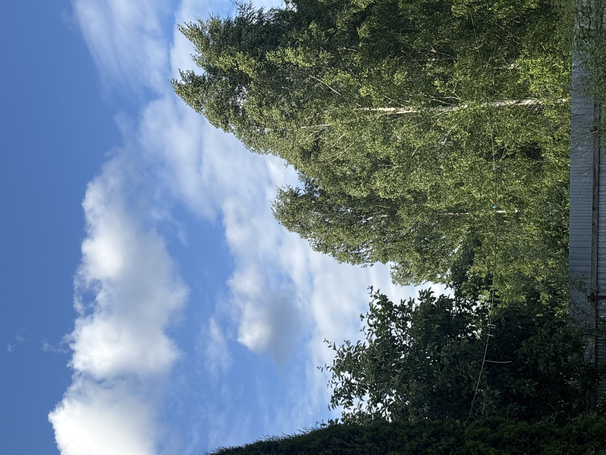 The image depicts an outdoor scene with a clear blue sky dotted with white, fluffy clouds. In the foreground, lush green trees with dense foliage dominate the frame. A dark green, conical evergreen tree is visible on the far left, while several deciduous trees, including what appears to be birch trees with their distinctive white bark, are prominent towards the center and right. The trees are swaying, suggesting a gentle breeze. A light-colored metal fence runs horizontally along the bottom of the image, partially obscured by the lower branches of the trees and some undergrowth. The overall impression is one of a serene, possibly rural or suburban, environment within the city of Мещёры, Russia, on a bright, partly cloudy day. There are no people or animals visible in the image.