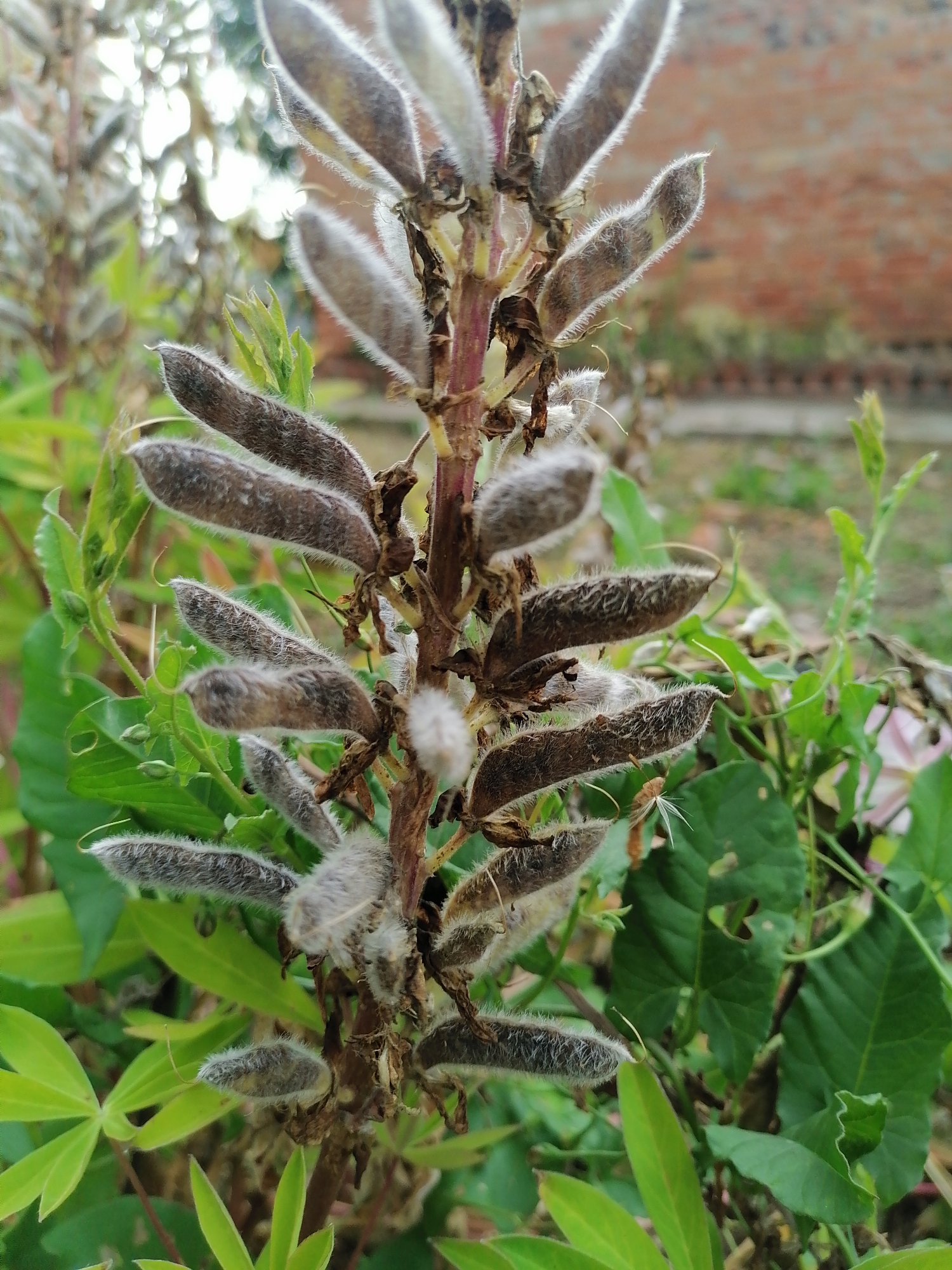 The image displays a close-up view of a plant with multiple seed pods. The seed pods are elongated and fuzzy, with a grayish-brown color. They are arranged along a central stem. The background shows greenery and a brick wall, suggesting an outdoor setting. The lighting appears natural, indicating it might be daytime. The focus is on the plant's seed pods, highlighting their texture and form. There are no people or visible text in the image. The setting could be a garden or a natural area in Lobkovo, Russia.