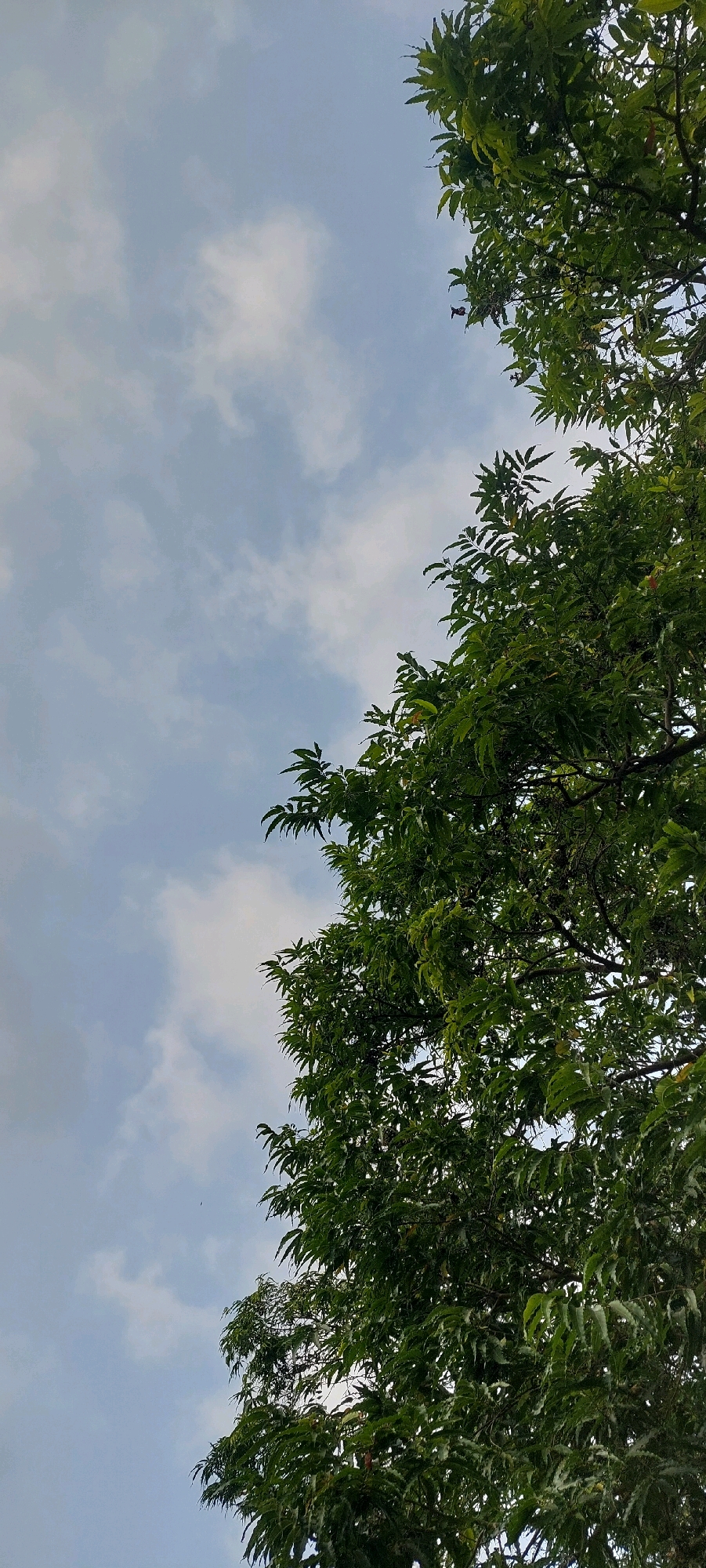 A low-angle, vertical shot captures a dense canopy of dark green leaves belonging to a large tree against a pale blue sky with wispy white clouds. The foliage dominates the right side of the frame, with some branches and leaves extending from the top and bottom edges. The texture of the leaves is finely detailed, with serrated edges visible. The sky occupies the left half of the image, providing a muted backdrop to the lush greenery. The lighting suggests it is daytime, possibly late afternoon or early morning, with diffused light rather than harsh sunlight. No people or man-made objects are present. The scene is natural, focusing solely on the tree and the sky.