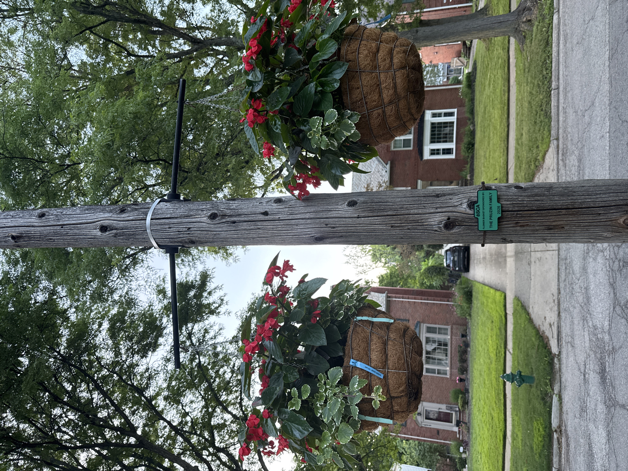 In the city of Shaker Heights, Ohio, United States of America, a weathered wooden utility pole stands prominently in the foreground, adorned with two hanging baskets overflowing with vibrant red flowers and green foliage. A metal bracket is attached to the pole, supporting one basket, while the other hangs from a chain. The pole has a small green sign attached to it that reads "FLOWER BASKET SPONSORED BY: THE PRUZIN FAMILY 2026".
Behind the pole, two brick houses with manicured lawns are visible. The house on the left features a front porch with a door and a bay window. The house on the right also has a prominent bay window. A dark-colored car is parked in the driveway of the house on the right, leading up to the house. A green fire hydrant is situated on the lawn of the house on the left. Lush green trees with dense foliage line the street, creating a canopy overhead. The sky is overcast, suggesting a possibly cloudy day. The scene depicts a residential street in a suburban setting, characterized by well-maintained homes and decorative floral displays.