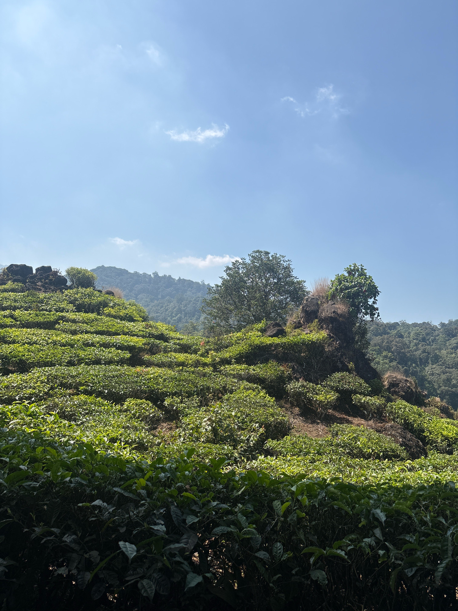 An eye-level, wide outdoor shot captures a vast, lush tea plantation on a hillside under a clear blue sky with sparse white clouds. The foreground is dominated by the neatly trimmed rows of green tea bushes, with some darker, more mature bushes in the very front. As the eye moves up the hillside, the tea plants are arranged in terraces, creating a patterned landscape. To the left, large, dark rocks are interspersed with greenery. In the middle ground, a prominent rocky outcrop rises from the hillside, topped with dry grass and a small tree. Behind this, a dense forest blankets the rolling hills, receding into the distance. The sunlight illuminates the scene, casting shadows and highlighting the vibrant green of the tea leaves. The location is identified as the Rancabali tea plantation in Rancabali, Indonesia.