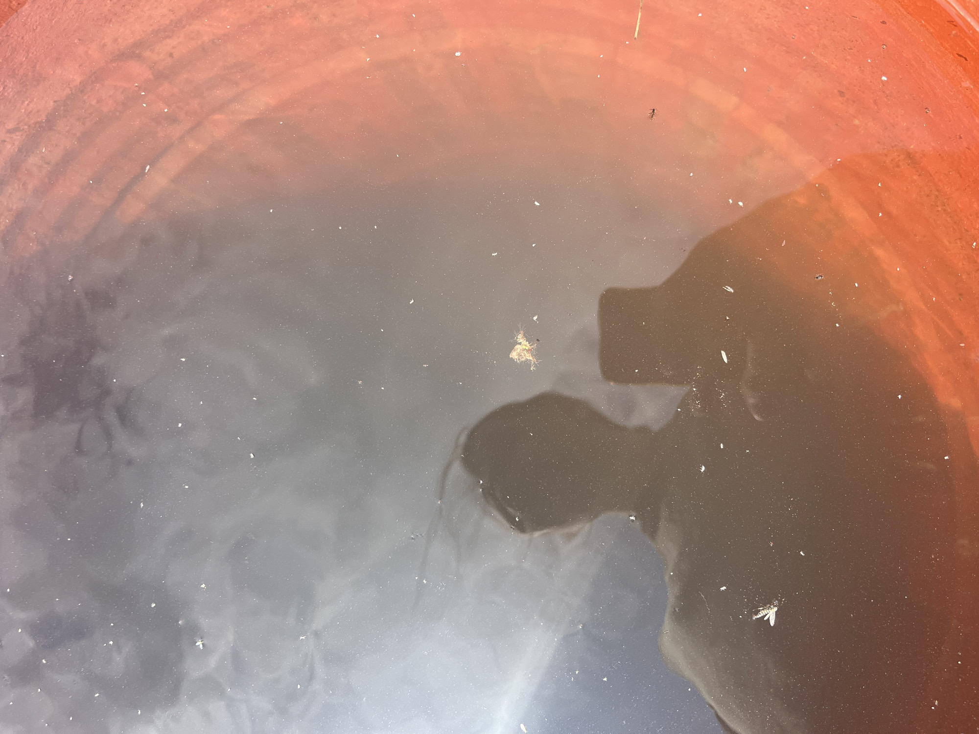 The image shows a reflection of a person holding a smartphone in murky water contained within an orange cylindrical object. The person's head and shoulders are visible as a silhouette, along with the distinct shape of the phone in their hand. Small white particles, possibly debris or light reflections, are scattered across the water's surface. The orange object appears to be a container, possibly a bucket or a planter, with ribbed texture visible on its interior surface towards the right side of the frame. The water's surface is disturbed, creating ripples and abstract patterns of light and shadow. The overall scene suggests an outdoor setting where the photographer has captured their reflection. The location in Berezovskii, Russia, is a detail that cannot be inferred from the visual information presented in the image.
