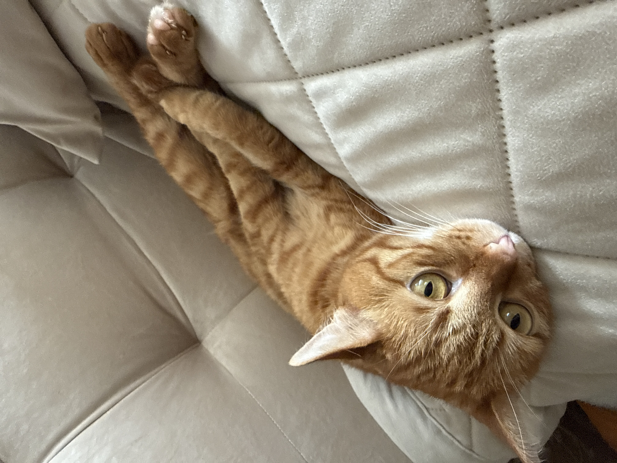 An orange tabby cat with green eyes is lying on its side on a beige quilted surface. Its front paws are crossed over its body, and its hind legs are extended. The cat's head is resting on the surface, and it is looking towards the camera. The background is a soft, textured beige surface. There is no information about the location in the city of Vologda, Russia.