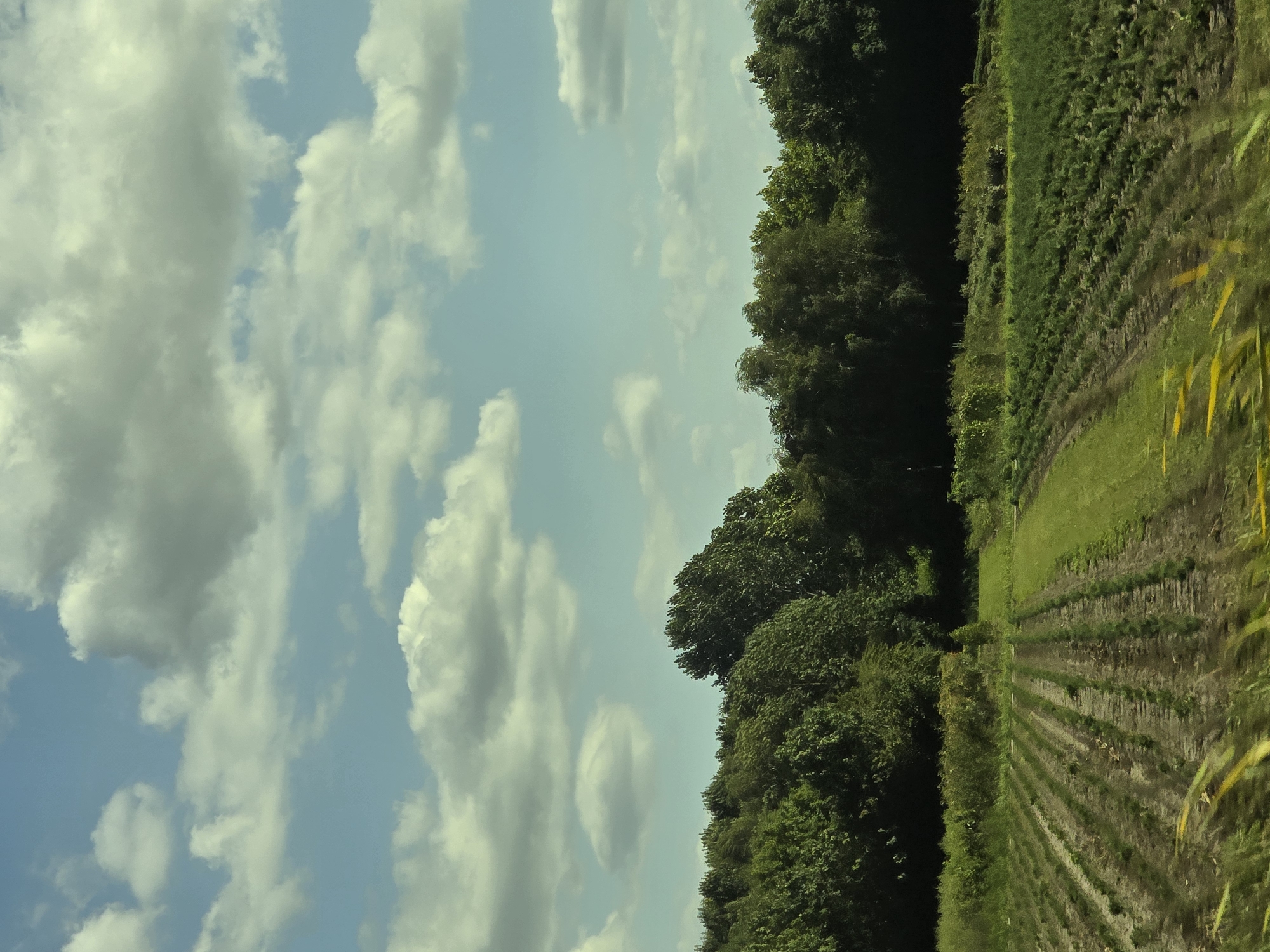 This is a daytime, full-frame shot of a rural landscape with a focus on agricultural fields and a line of trees. The sky is a bright blue with scattered white clouds, suggesting fair weather. In the foreground, there are rows of crops, possibly young plants, planted in dark soil. A strip of green grass runs through the middle of the field. Beyond the cultivated land, a dense line of various green trees forms a natural barrier. The image has a slightly desaturated and vintage feel, possibly due to lighting conditions or post-processing. The scene is devoid of any people or discernible structures, presenting a natural and agricultural environment.