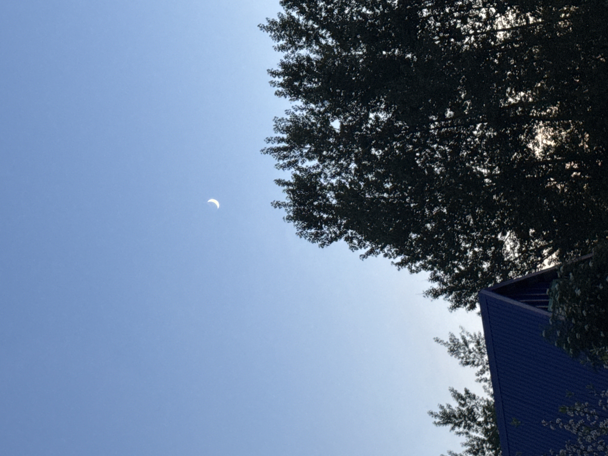 A low-angle photograph captures a clear, blue sky with a crescent moon visible in the upper left quadrant. A large, dark tree occupies the right side of the frame, partially obscuring a section of a blue, angular building structure in the lower right. The location is presumed to be Chaikovsky, Russia. The composition emphasizes the juxtaposition of natural elements (sky, moon, tree) with urban infrastructure.