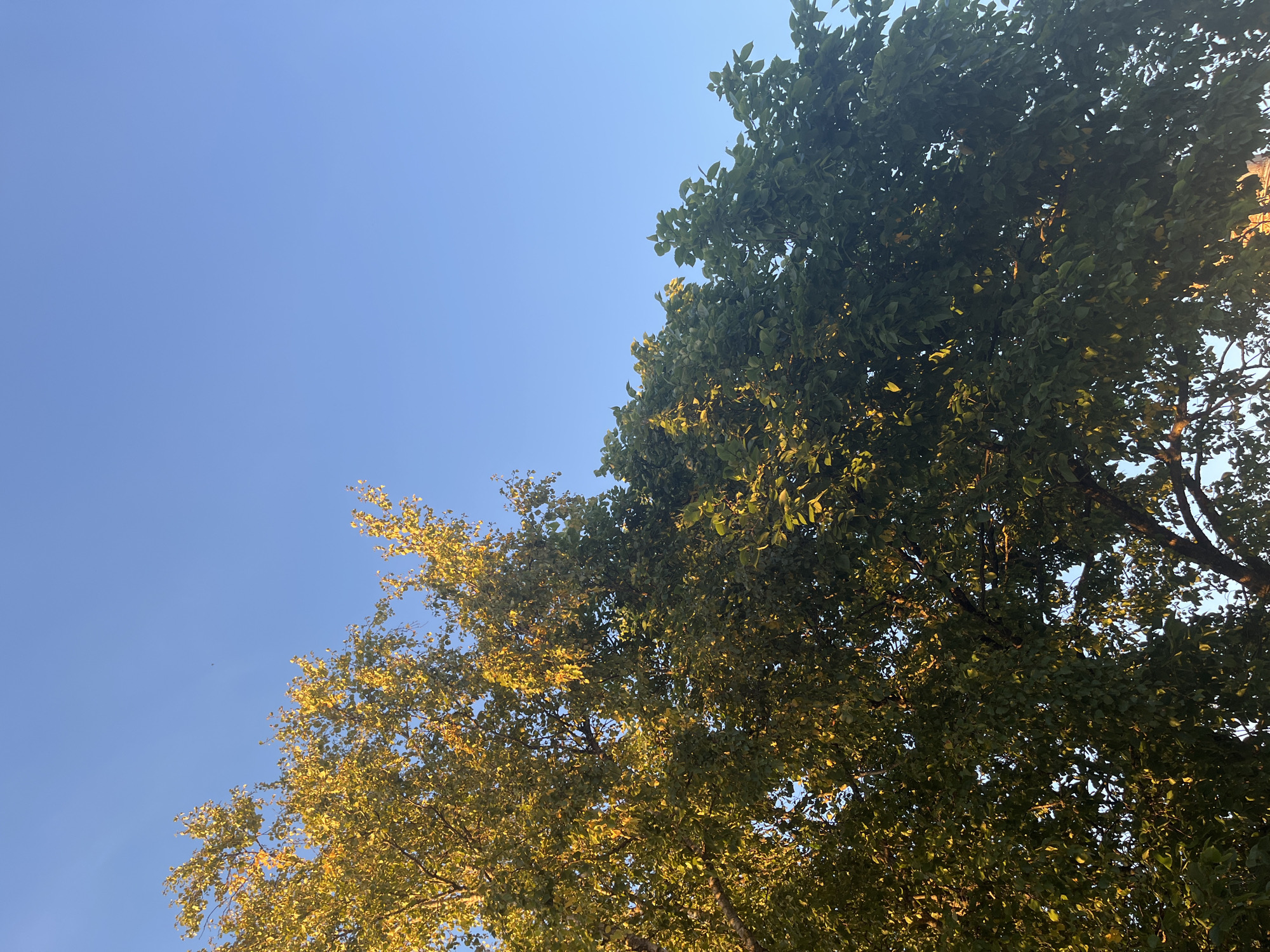 The image captures a low-angle view of trees against a clear blue sky. The foliage on the left side of the frame displays autumnal colors, with leaves transitioning from green to yellow and gold, illuminated by sunlight. The right side of the frame features trees with predominantly green leaves, suggesting a different species or perhaps a shadier section. The sky is a uniform, cloudless blue, indicative of fair weather. The scene appears to be an outdoor setting, likely a park or residential area, in Kohtla-Järve linn, Estonia. No people or specific landmarks are visible, focusing solely on the natural elements of trees and sky.