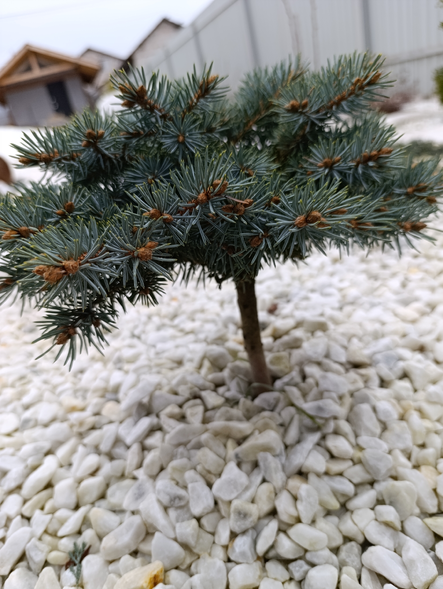 The image shows a small, manicured evergreen tree planted in a bed of white gravel. The tree appears to be a dwarf variety, possibly a blue spruce, with dense, blue-green needles and small, brown buds. The tree trunk is short and straight. The gravel bed is composed of small, rounded white stones. In the background, out of focus, are a building with a dark door, what appears to be a fence and snow patches. The location is in the city of Chaikovsky, Russia. There are no people visible in the image.