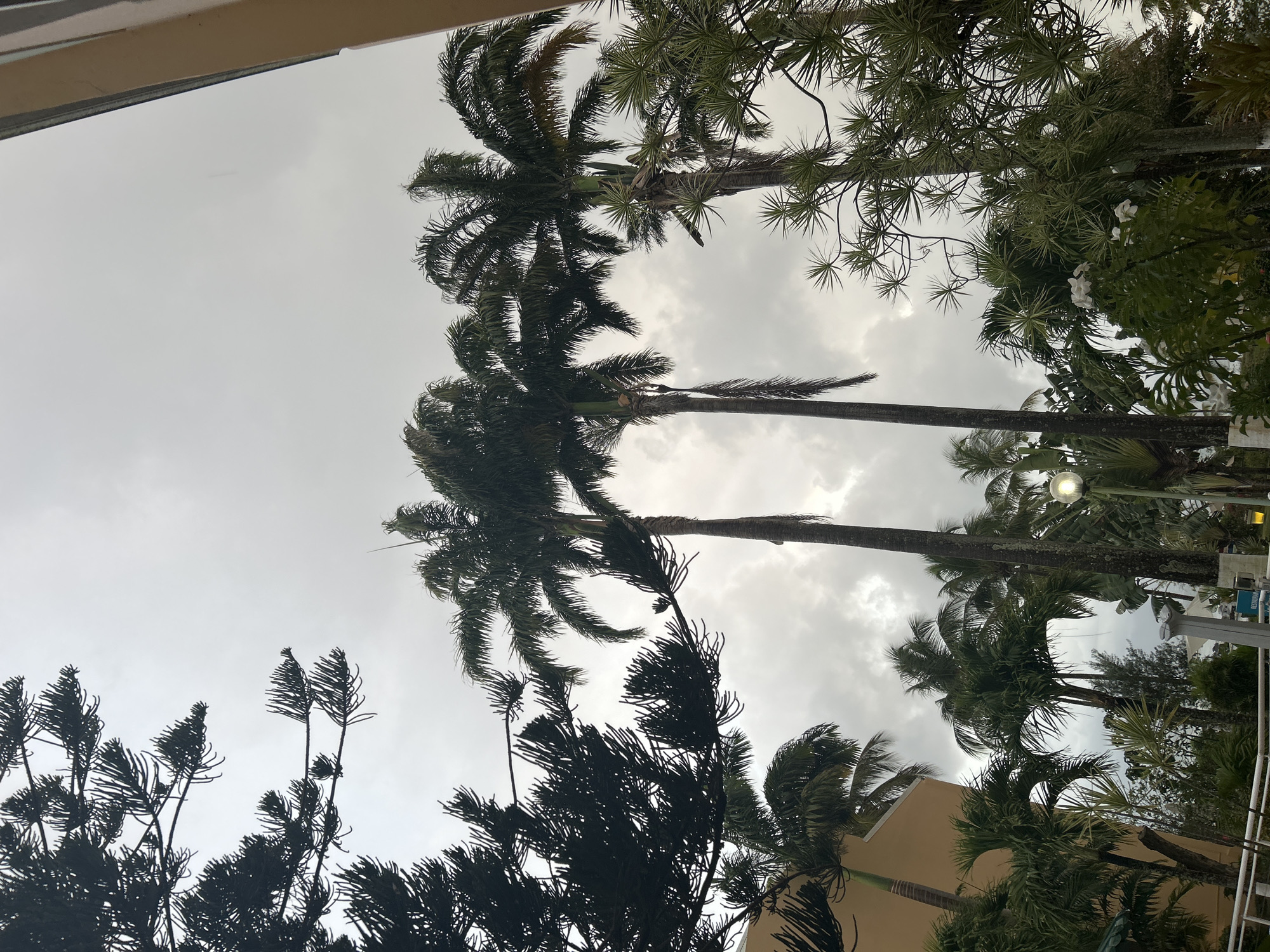 The image shows a view looking up at palm trees and other foliage against a cloudy sky, likely in a tropical setting. The location is specified as Le Gosier, France. The plants in the foreground are silhouetted, while the palm trees are more visible against the gray sky. The lighting suggests overcast conditions. There is a building partially visible amongst the trees. A lamppost is also visible behind the trees.