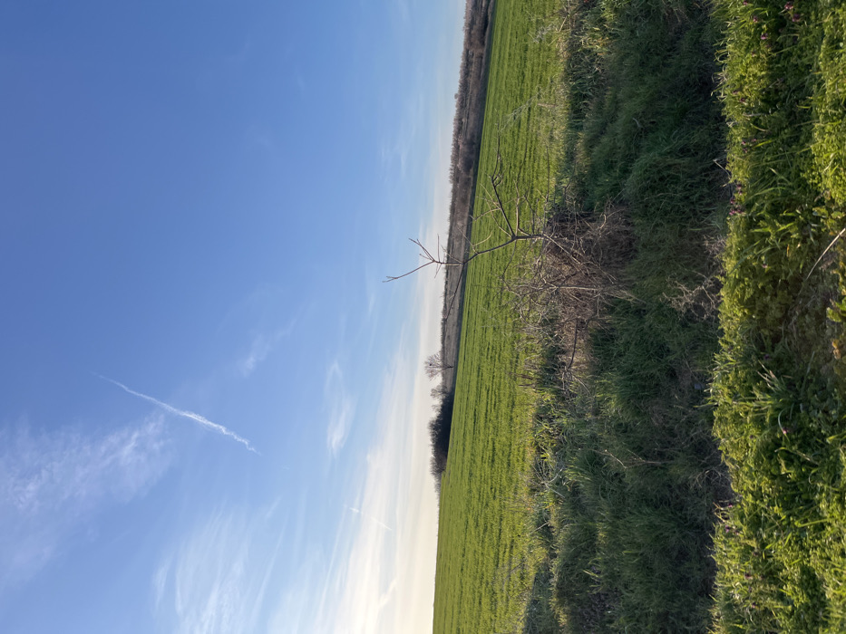 The image displays a rural agricultural landscape, identified as being in the vicinity of Kamen, Bulgaria. The foreground is composed of dense green and dry brown grasses, with a prominent, leafless, multi-stemmed shrub positioned slightly to the right of the frame's center. Further left in the immediate foreground, a patch of shorter, bright green vegetation interspersed with small purple blooms is visible. Beyond the foreground, a vast, gently sloping field of uniform, vibrant green vegetation, consistent with an early-stage crop, extends across the midground towards the distant horizon. In the far background, a sparse line of leafless deciduous trees and shrubs defines the distant land, with one tree near the center-left exhibiting a large, dark mass resembling a bird's nest. The sky is bright blue, featuring several wispy white clouds and a distinct, elongated contrail extending diagonally from the upper-left to the lower-right quadrant. Sunlight from the left illuminates the scene, casting shadows from the foreground vegetation. No individuals or overt actions are depicted.