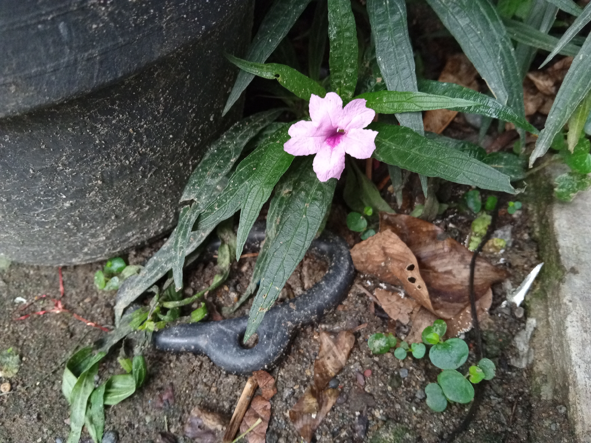 A single, light pink, five-petaled flower with a deep pink center is in bloom amidst dark green, long, lance-shaped leaves. The flower and foliage are set against a dark, textured background, possibly a large pot, on the left side of the frame. The ground beneath the plant is composed of dark soil, scattered with dry brown leaves, small green seedlings, and a black, curved, looped object resembling a handle or a piece of discarded equipment. A thin strand of red string is visible on the soil near the base of the plant. The scene is outdoors, likely in a garden or public space in Buketteukuh, Indonesia, given the tropical foliage and common outdoor elements. The lighting suggests it may be a cloudy day or shaded area.
