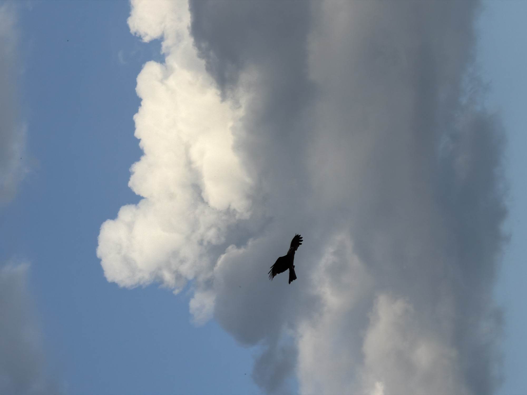 The image depicts a dark silhouette of a bird in flight against a backdrop of cumulus clouds and blue sky. The bird is positioned in the center of the frame, with its wings spread. The sky is blue with white clouds. The location, Kanifol'nyi, Russia, cannot be verified from the image.