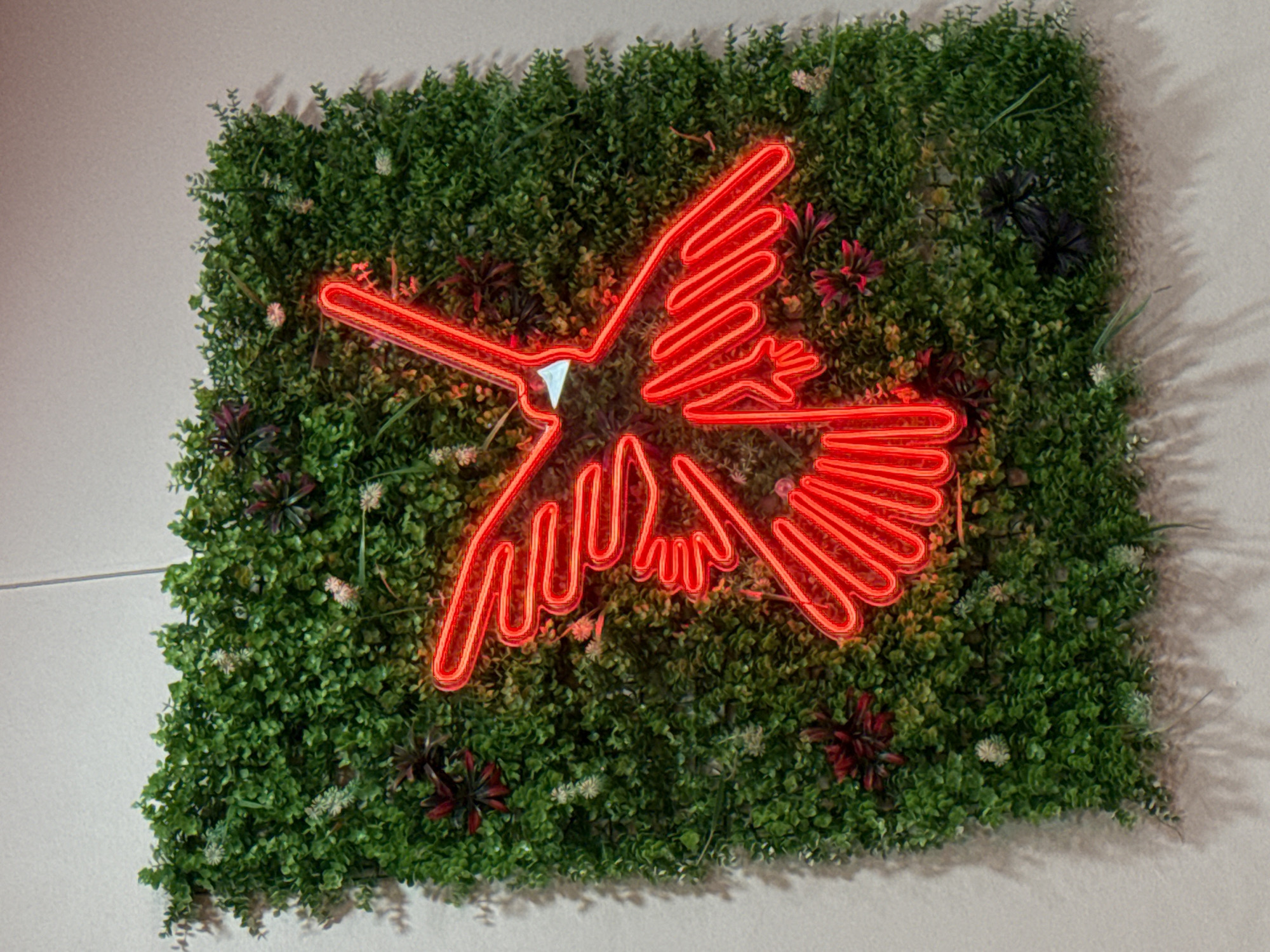 The media file displays a red neon light shaped like a hummingbird, set against a backdrop of artificial greenery. The hummingbird is depicted in mid-flight, with its wings spread and tail feathers fanned out. The neon light is a vibrant red, casting a warm glow on the surrounding leaves and small, dark red and white faux flowers interspersed within the greenery. The greenery itself is dense and textured, resembling a living wall or a moss-covered surface. Shadows are cast on the light-colored wall behind the greenery, suggesting artificial lighting rather than natural sunlight. The overall impression is one of a decorative piece, likely an interior design element, evoking a sense of nature and artistic flair. No people are visible, nor is any text present in the image. The setting appears to be indoors, given the controlled lighting and the nature of the decorative display. The style suggests a modern or contemporary aesthetic, combining organic elements with a striking neon accent. The location context provided places this display in Santa Coloma de Gramenet, Spain.