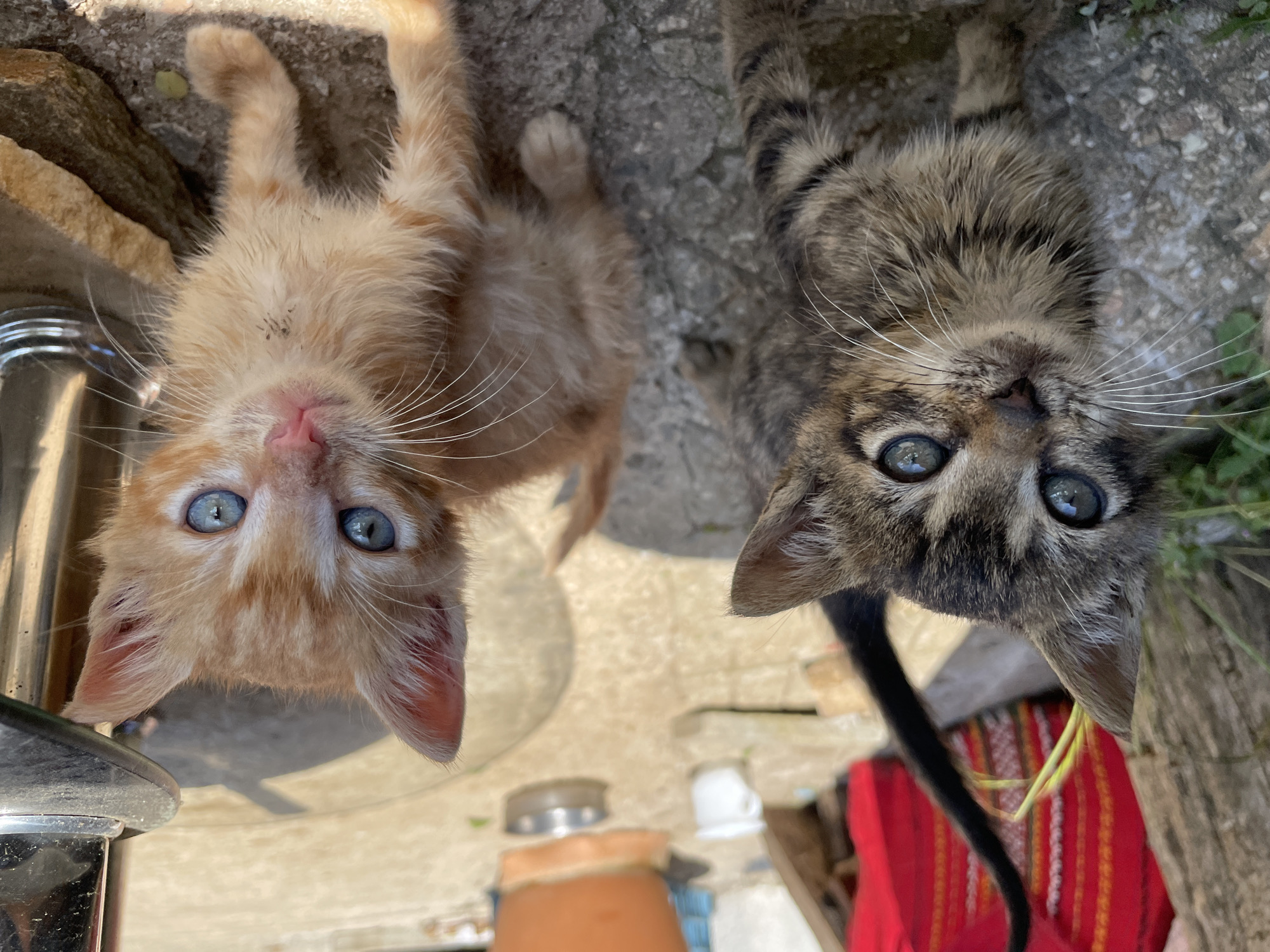 Two kittens are looking up at the camera. The kitten on the left is orange, and the kitten on the right is gray and brown striped tabby. The kittens have blue eyes. The background appears to be a patio or courtyard with stone paving, a metal object on the left, a red textile with vertical stripes on the right, and foliage. The setting is outdoors in daylight. Based on the artifacts present, the location is potentially in or around Zlatograd, Bulgaria.