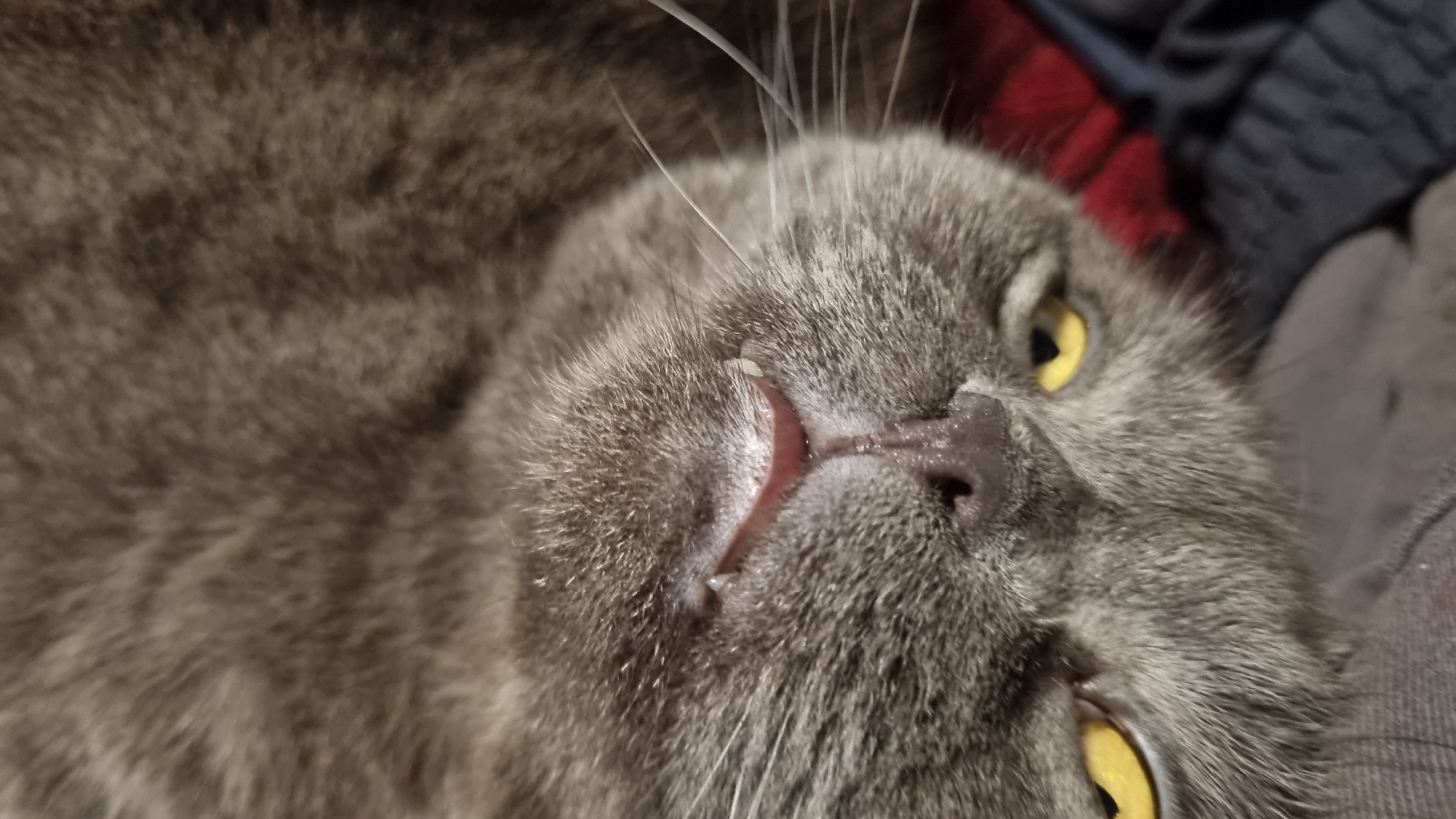 A close-up, overhead view captures a grey cat lying on its back, its face filling the frame. The cat has bright yellow eyes and its mouth is slightly open, revealing pink gums and small teeth. A small, dark nose is visible below the mouth. The cat's fur is short and dense. The background is blurred, with hints of red and dark blue fabric. The location is not specified in the image, and therefore cannot be determined to be in Vysokoe, Russia.