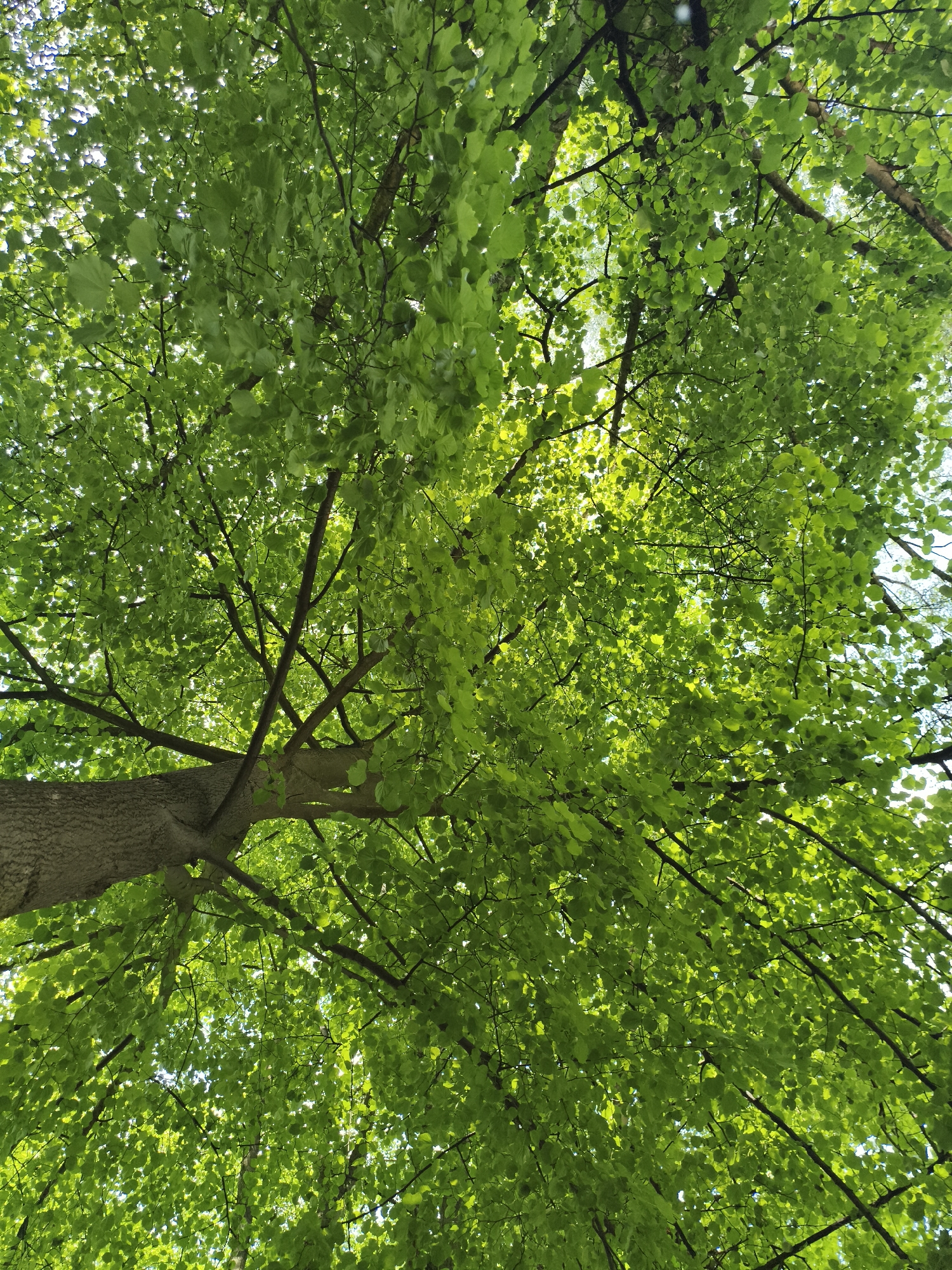 The image is a view looking up into the canopy of a tree. The tree has a thick, textured trunk visible in the lower left portion of the frame. Branches extend upwards, covered in dense, green leaves. Sunlight filters through the leaves, creating bright patches and shadows. The leaves are oval shaped. The location is not explicitly apparent from the image itself but assumed to be in the city of Nowy Tomyśl, Poland, given context. No people, specific objects, actions, or interactions are visible in the image. The environment is a forest or park setting.