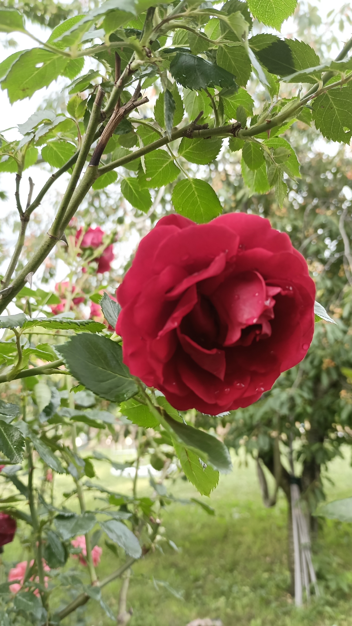 A fully bloomed, deep red rose, displaying multiple water droplets on its petals, occupies the central foreground of the image. The rose is supported by a green stem with visible thorns and is surrounded by numerous vibrant green leaves, some exhibiting minor damage or perforations. In the soft-focus mid-ground, additional red roses are partially visible amidst a dense cluster of green foliage and stems. The background presents a blurred outdoor environment consisting of green grass and indistinct tree trunks. The scene is illuminated by natural daylight, depicting an outdoor garden in Sennik, Bulgaria.