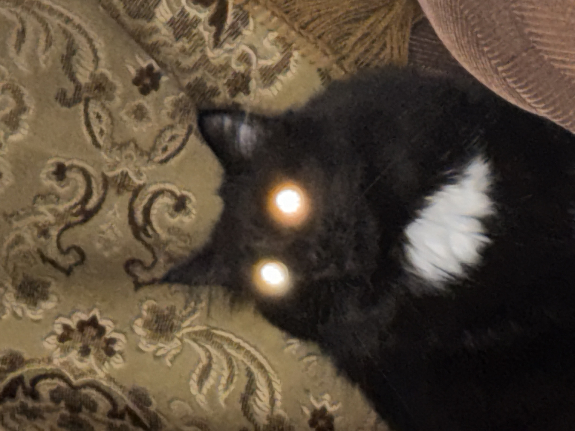 A close-up shot shows a black cat with a white patch on its chest, positioned on an ornate beige and brown patterned surface. The cat's eyes reflect bright light. A brown cushioned area is visible in the upper right corner of the frame. The city of Chaikovsky, Russia is not discernible from the image.