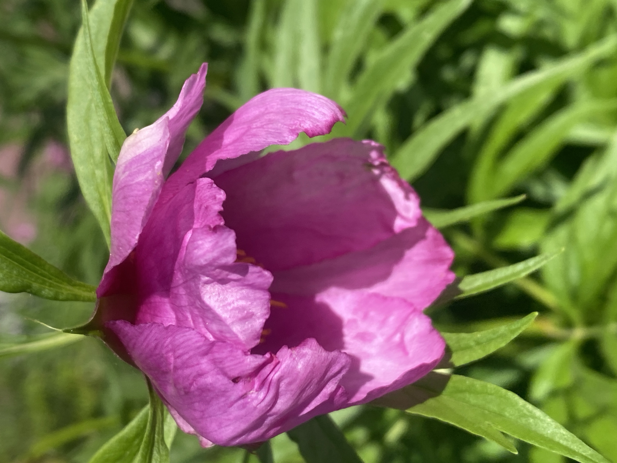 The image displays a close-up of a vibrant purple-magenta flower, likely a peony, in the early stages of blooming. The flower is the primary subject, dominating the foreground and mid-ground. Its petals are textured with visible veins and ruffled, uneven edges, particularly noticeable on the upper petals. Hints of yellow stamens are visible deep within the partially opened bloom.
The setting is an outdoor, natural environment, characterized by lush green foliage that surrounds the flower. The background consists of blurred green leaves, suggesting a shallow depth of field that keeps the flower sharply in focus while softening its surroundings. This blurring creates a natural bokeh effect, isolating the flower from the background.
The lighting indicates bright, sunny weather conditions, likely during the day. Strong highlights are visible on the sunlit portions of the petals and leaves, and subtle shadows are cast within the folds of the petals, adding depth and dimension to the flower. No specific activity or event is taking place; it is a static portrait of a flower. There are no people, man-made objects other than the plant itself, or visible text in the image. The location is contextualized as Novokuznetsk, Russia, although the image itself does not contain specific visual cues to confirm this.