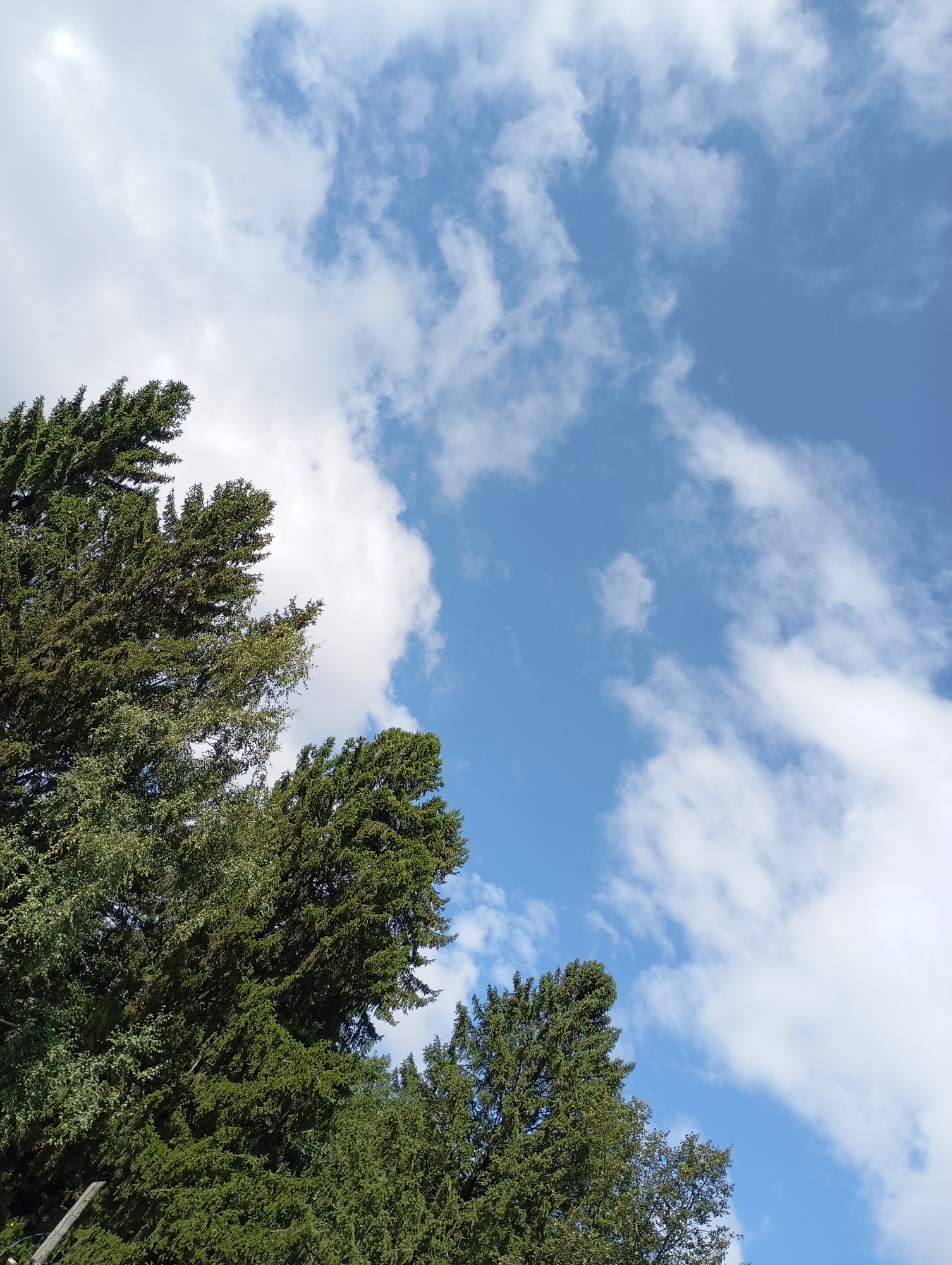 The image shows an upward view of green coniferous trees against a bright blue sky with scattered white clouds. The trees are dense and dark green, with some lighter green foliage visible. The sky is clear and expansive, with wispy clouds that suggest a partly cloudy day. There are no people or specific city landmarks visible, making it impossible to determine its location within Chaikovsky, Russia. The scene is natural and serene, typical of a forest or park area.