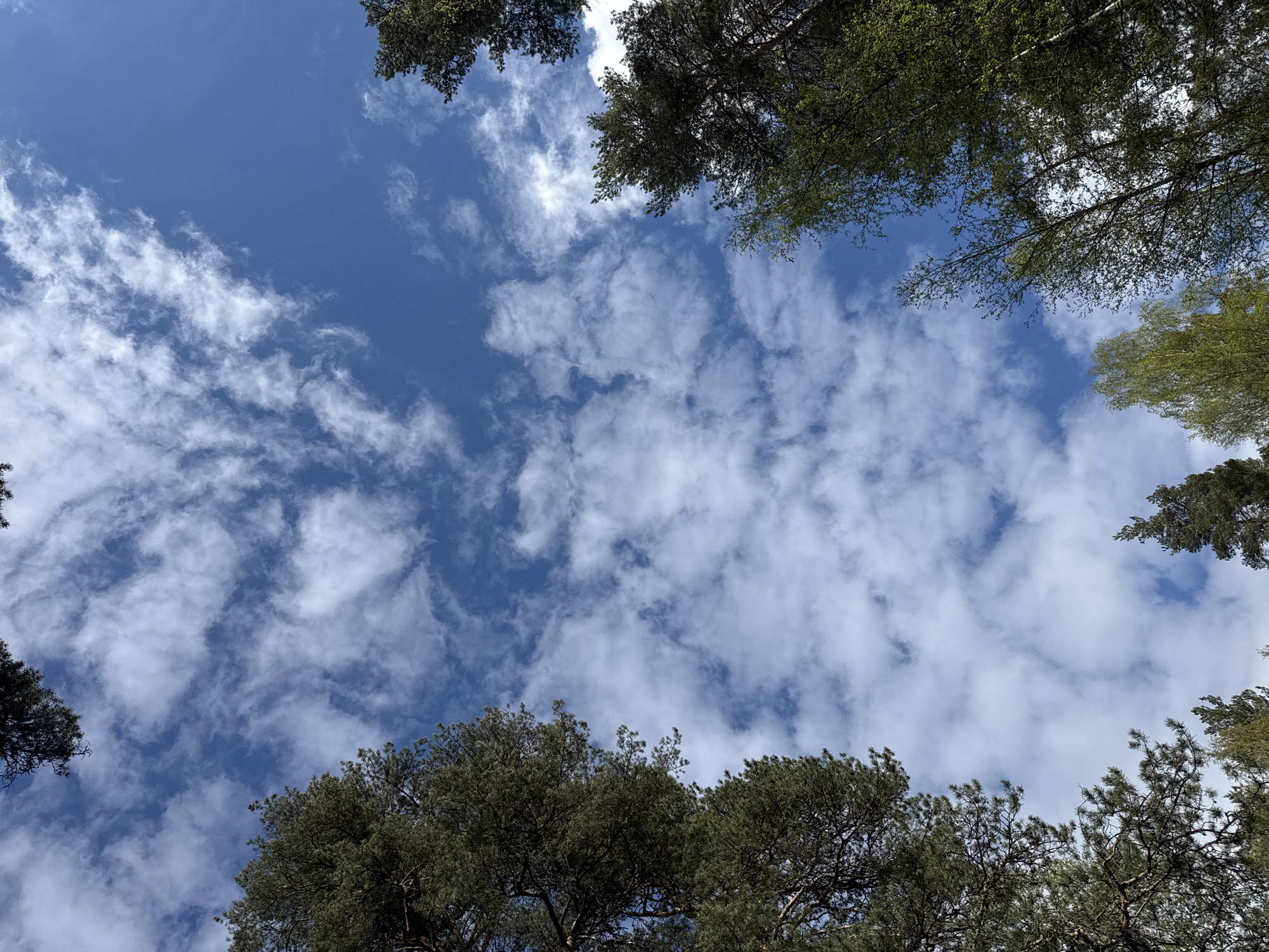 The image is a view looking up through trees at a sky with scattered clouds. The trees frame the edges of the image, and the branches and leaves are visible. The sky is blue with white, puffy clouds. The location is unspecified as there is no identifying information pertaining to Steklyannyi, Russia.