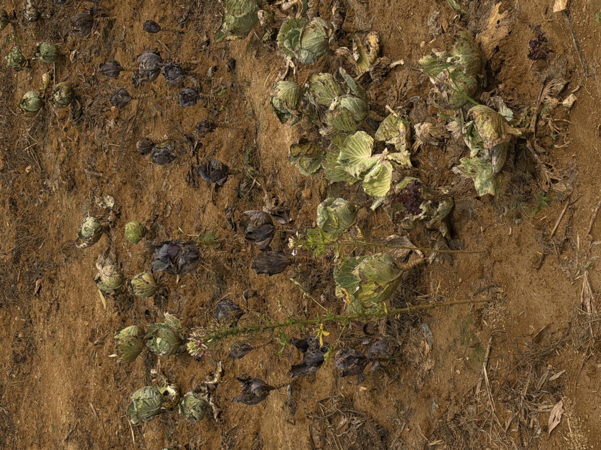 The image depicts a field of decaying crops, likely cabbages and other leafy vegetables, in an unkempt agricultural setting. The soil is dry and brown, mixed with dead plant matter and debris. Some of the vegetables are withered and blackened, while others retain a faded green color. There are no visible structures or human presence, suggesting a neglected or abandoned agricultural area. The location in Đà Nẵng, Vietnam, is not immediately discernible from the visual information, but the type of vegetation and soil might be consistent with the region's climate.